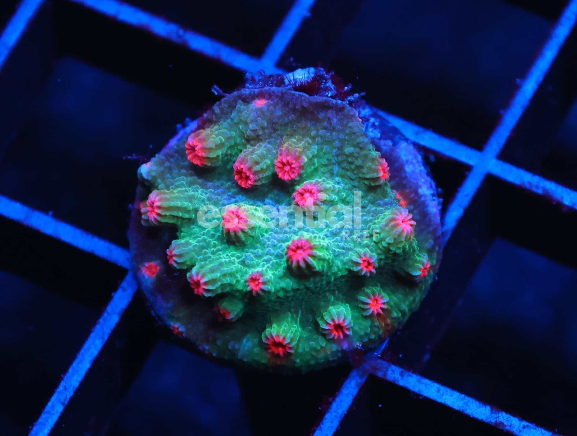 Watermarked - C160 - SDC PINK WINK BRANCHING CYPHASTREA