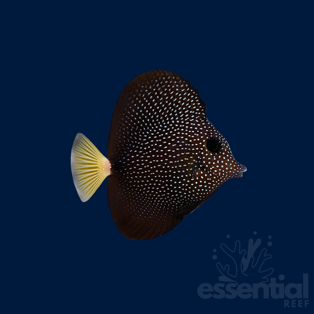 Gem Tang
