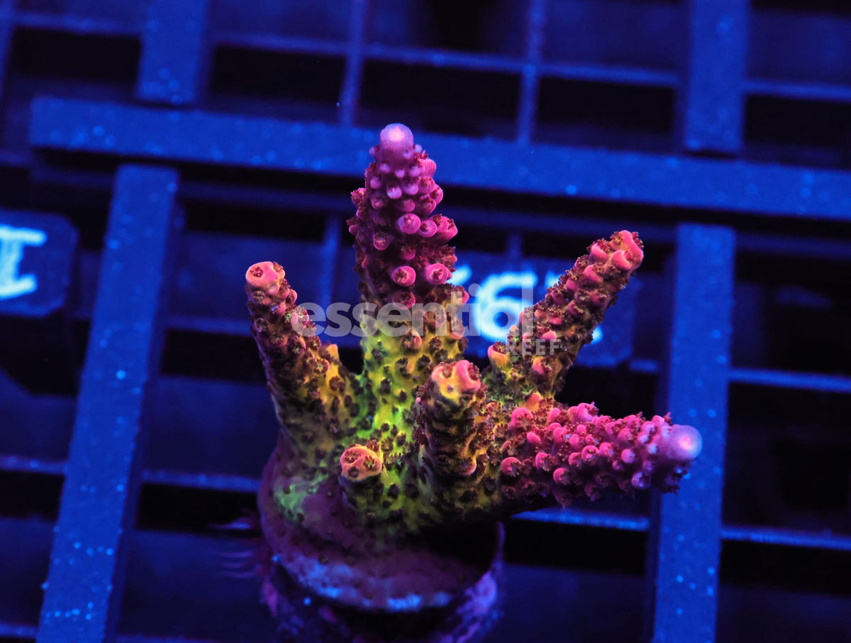 Watermarked - C192 - SDC Rainbow Rommels Acro L-XL Frag