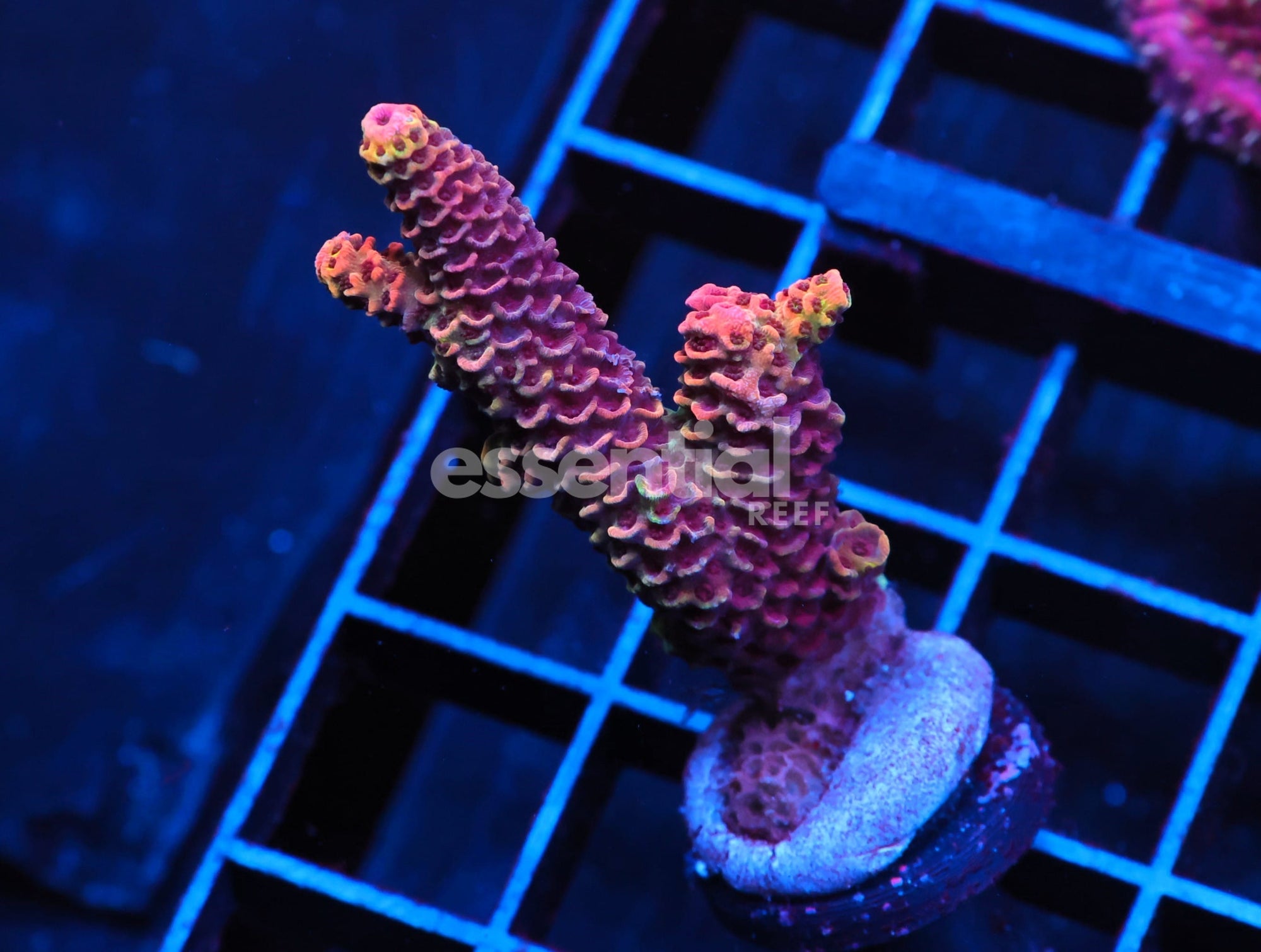 Watermarked - C162 - SDC ACROPORA ASST. PREMIUM