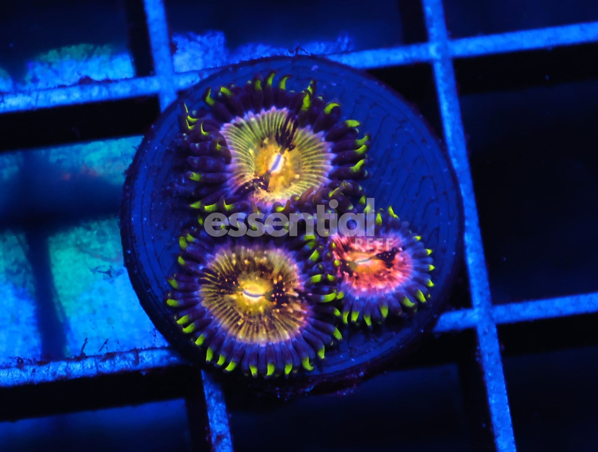 Watermarked - C164 - SDC NIRVANA ZOA/PALY