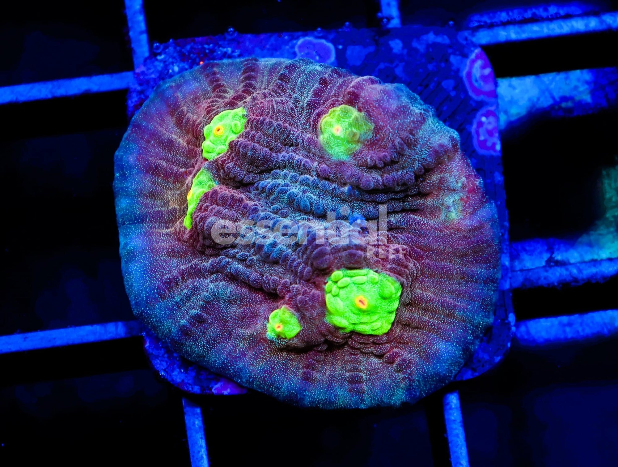 Watermarked - C165 - SDC ARMY OF FROGS CHALICE