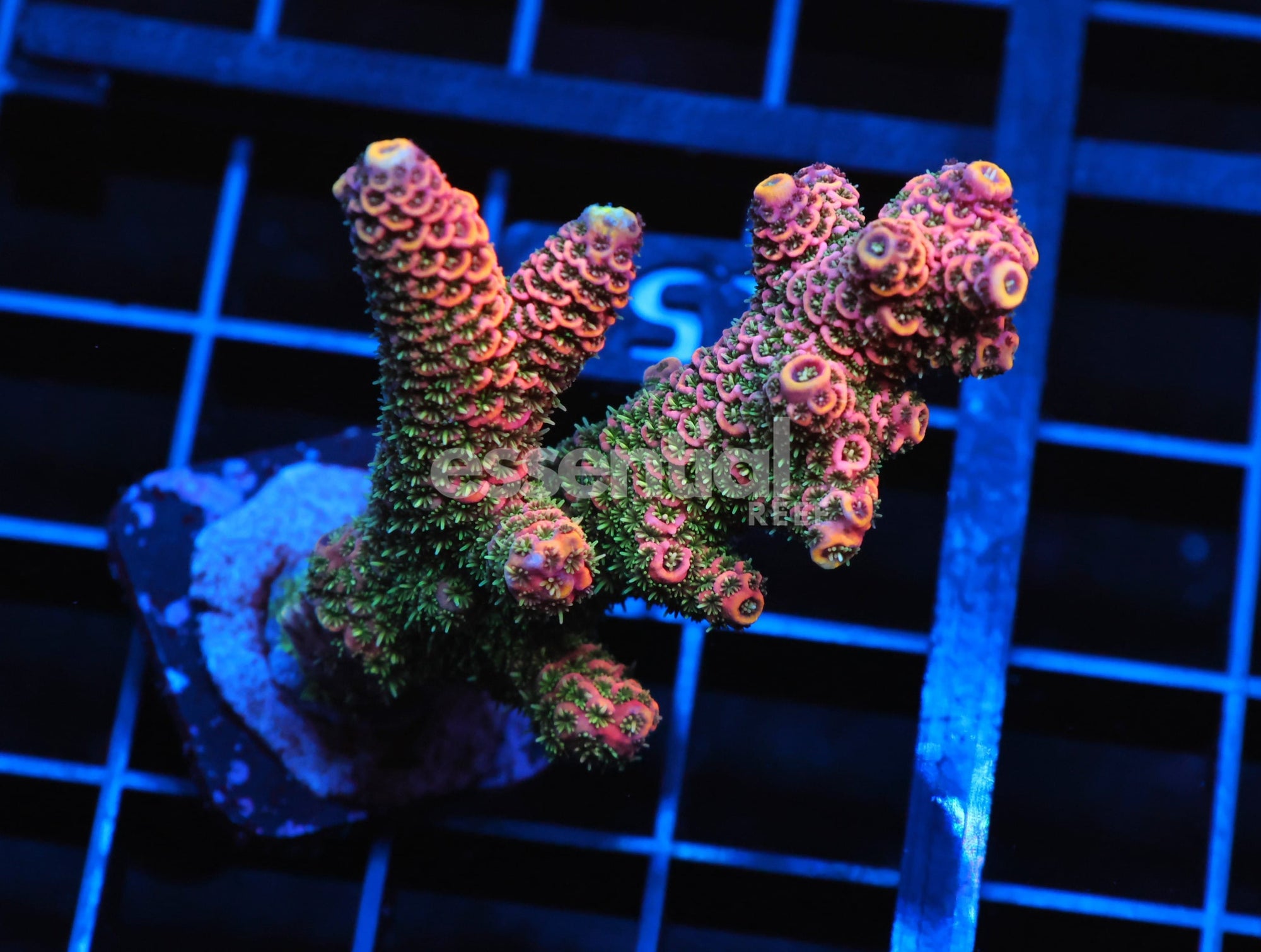 Watermarked - C155 - SDC ACROPORA ASST. PREMIUM XL FRAG