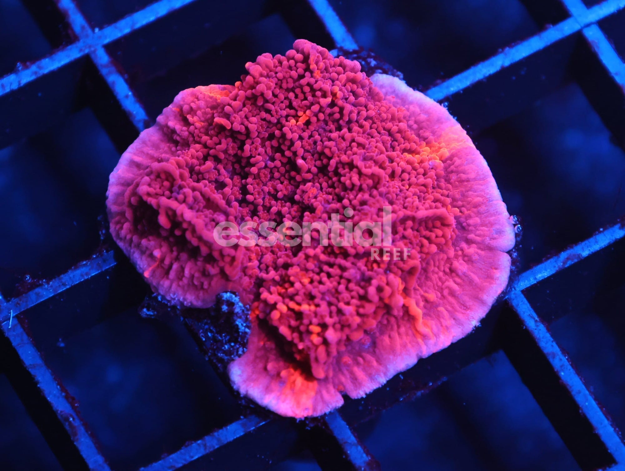 Watermarked - C167 - FIREWALKER GRAFTED MONTI CAP