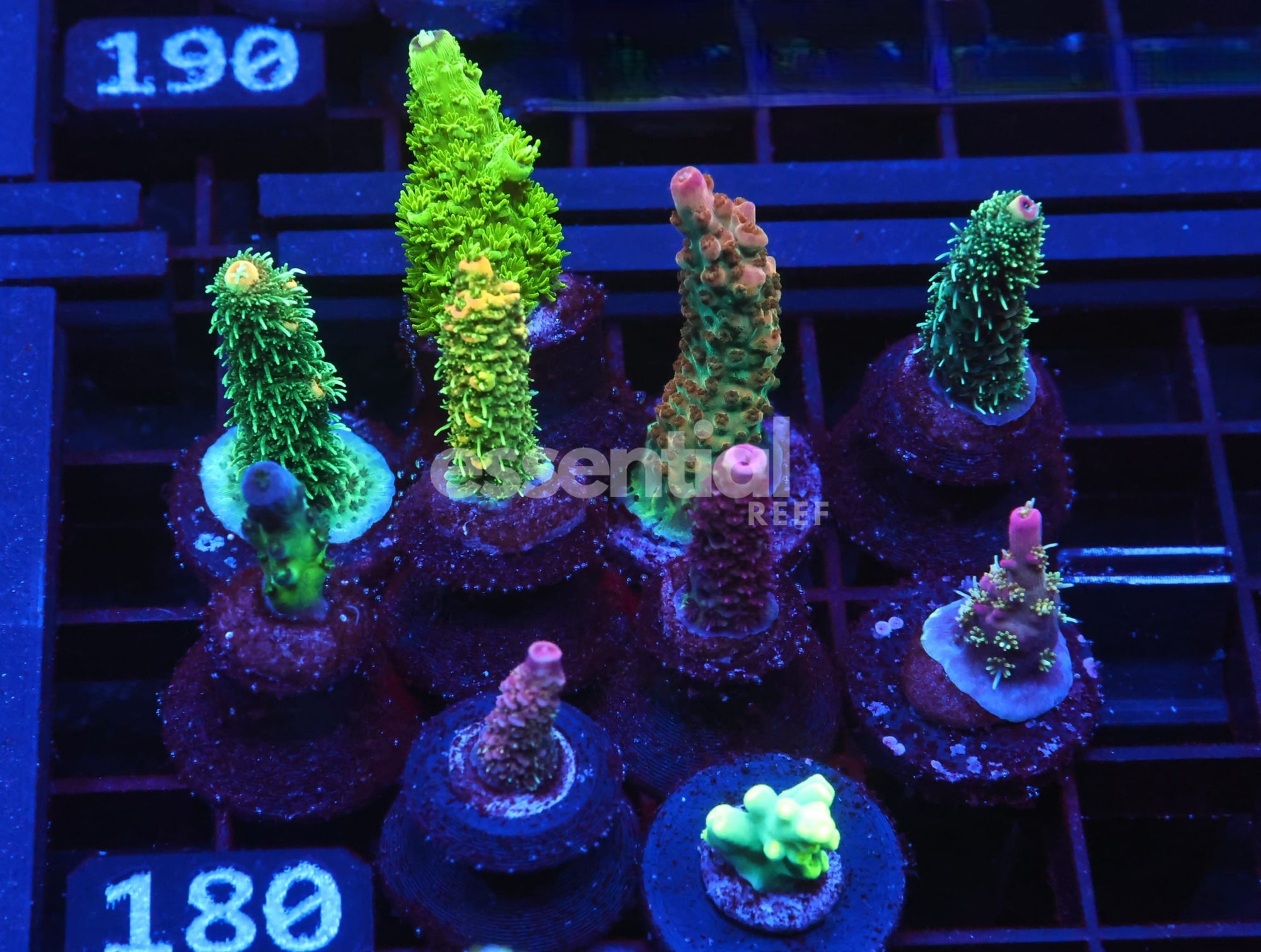 Watermarked - C180 - SDC Acropora Pack 10 pc