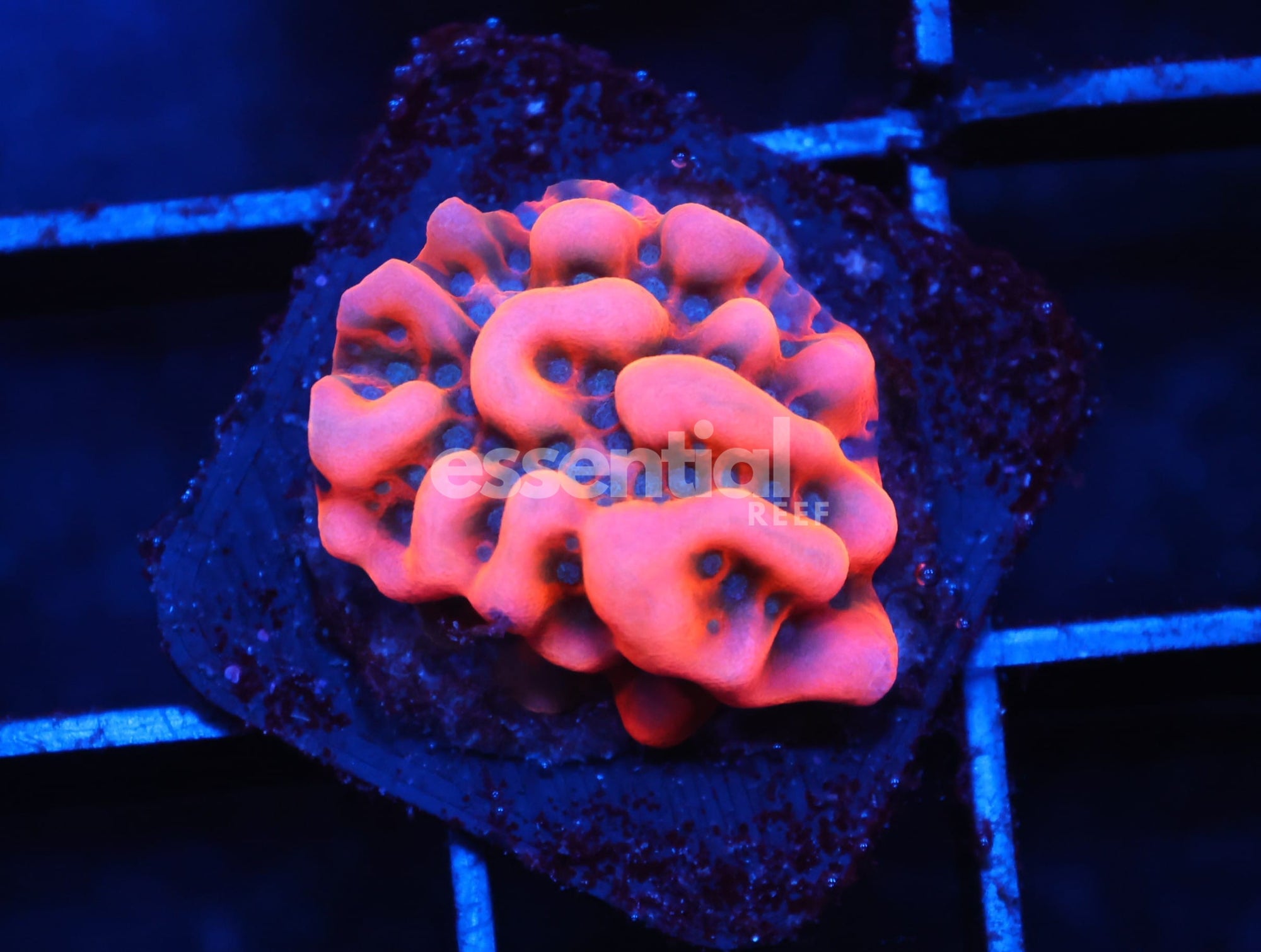 Watermarked - C169 - SDC LAVA LAMP MONTIPORA