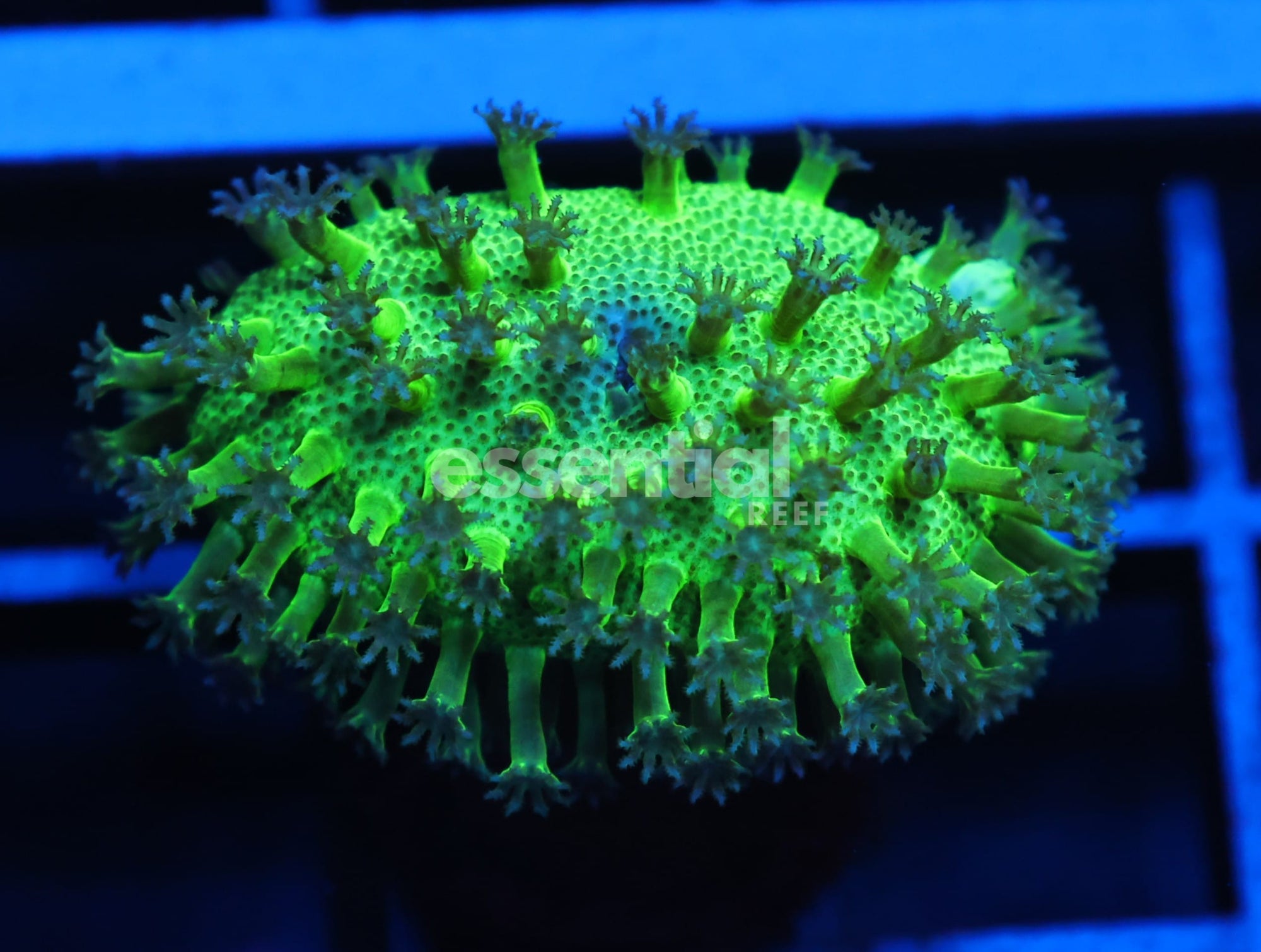 Watermarked - C17 - SDC JAPANESE GREEN SARCOPHYTON LEATHER