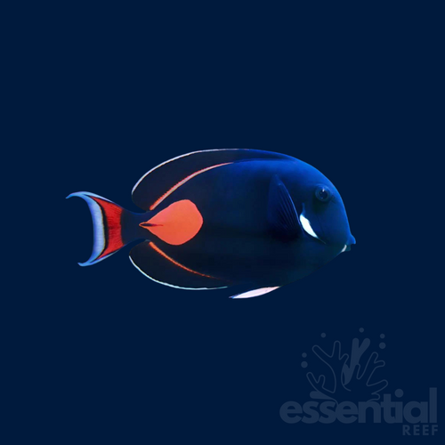 Achilles Tang