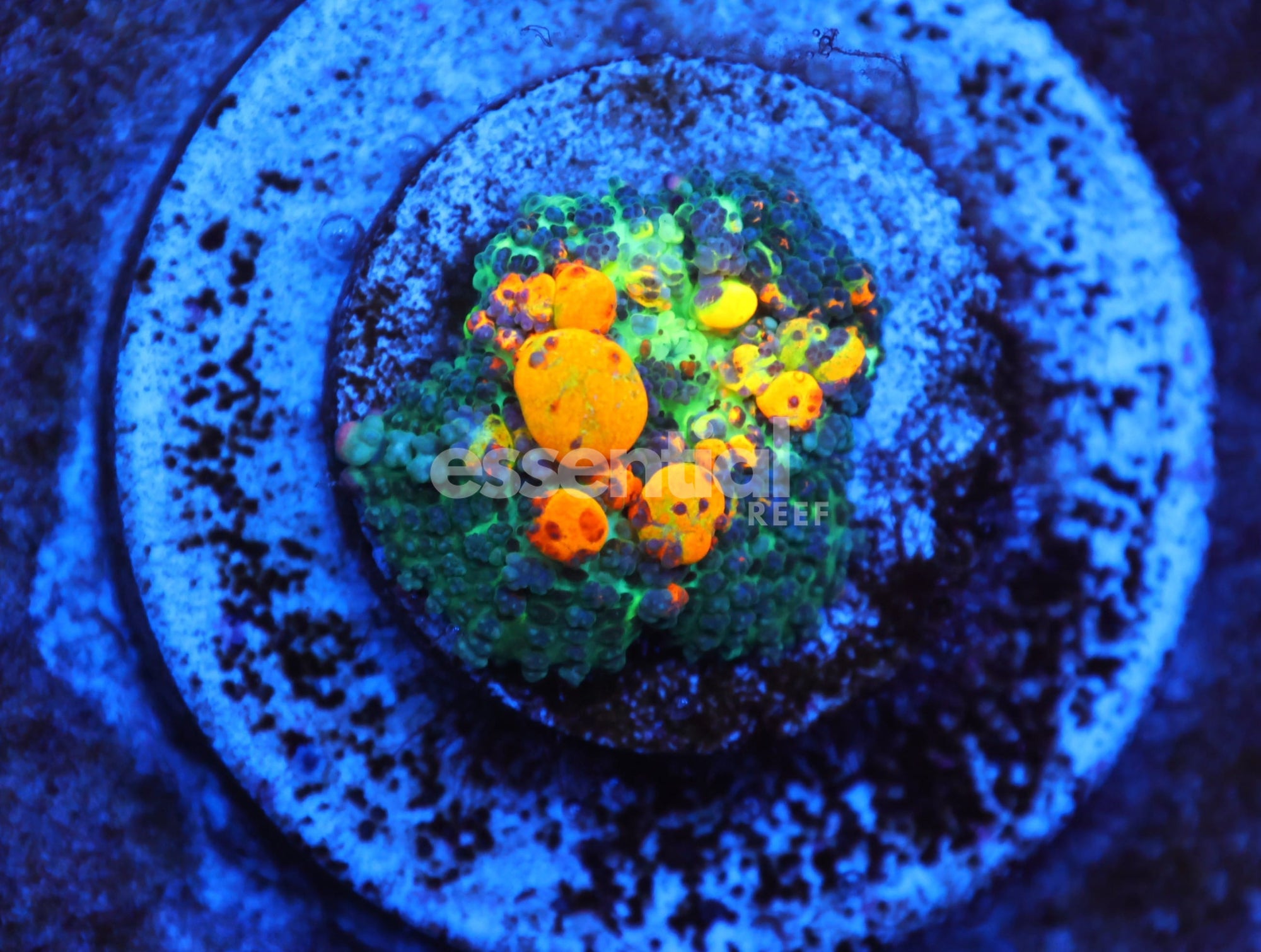 Watermarked - C170 - SDC OG BOUNCE MUSHROOM MEDIUM