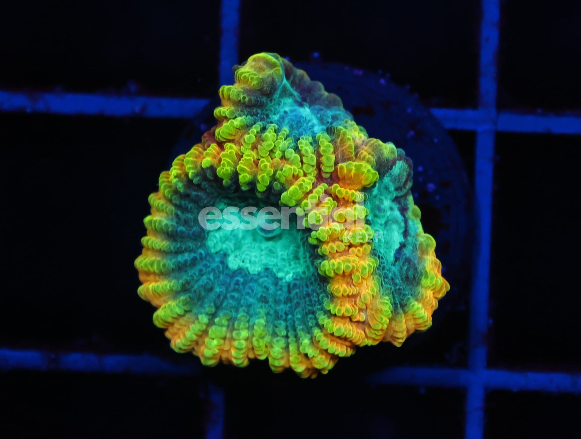 Watermarked - C173 - SDC FAVIA OF THE GODS