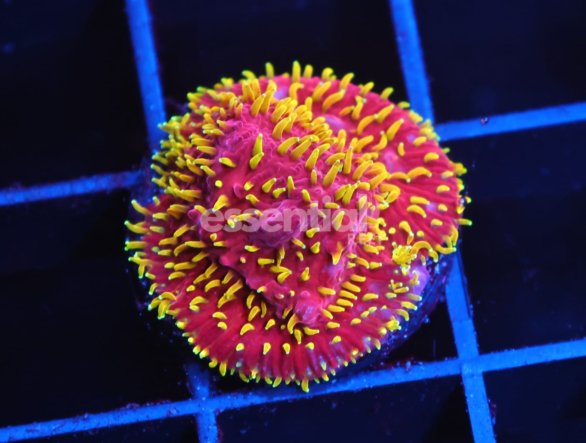 Watermarked - C174 - JF FREAKHAIR LITHOPHYLLON