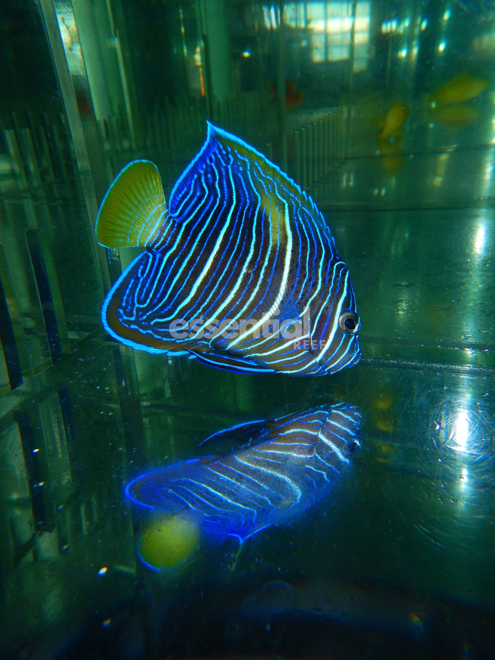 Watermarked - F01 - MACULOSUS HYBRID ANGEL 3 INCH