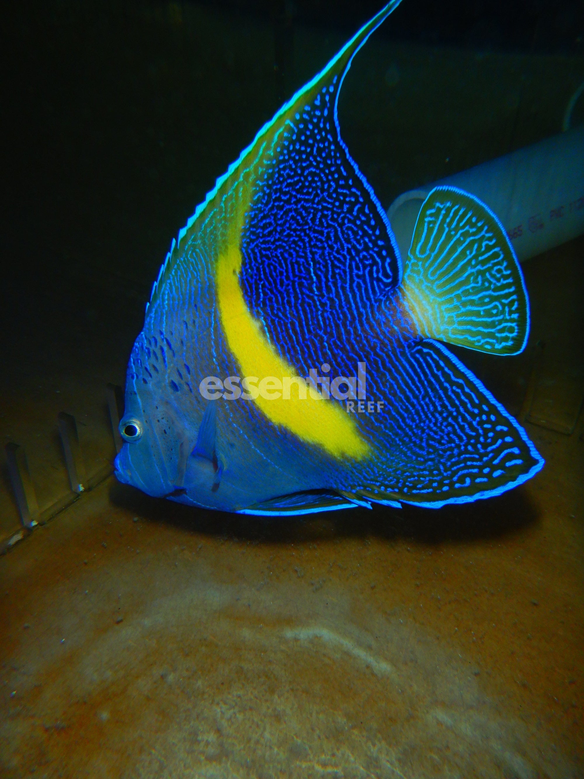 Watermarked - F03 - MACULOSUS HYBRID ANGEL 5 INCH PLUS