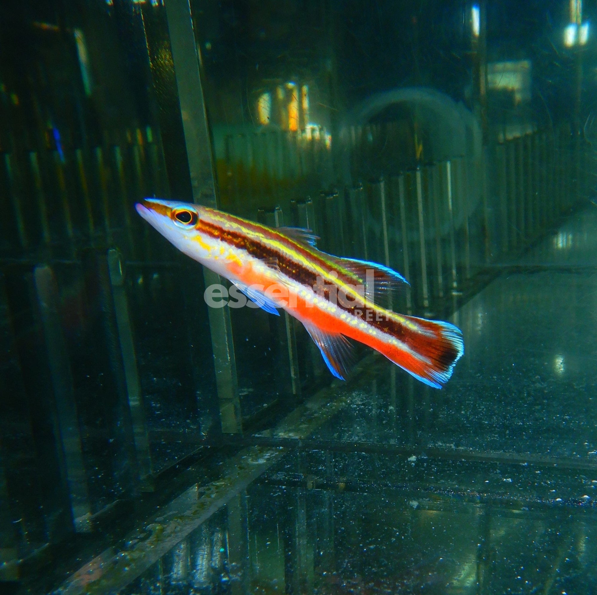 Watermarked - F06 - RAINBOW BASSLET COSTA RICA