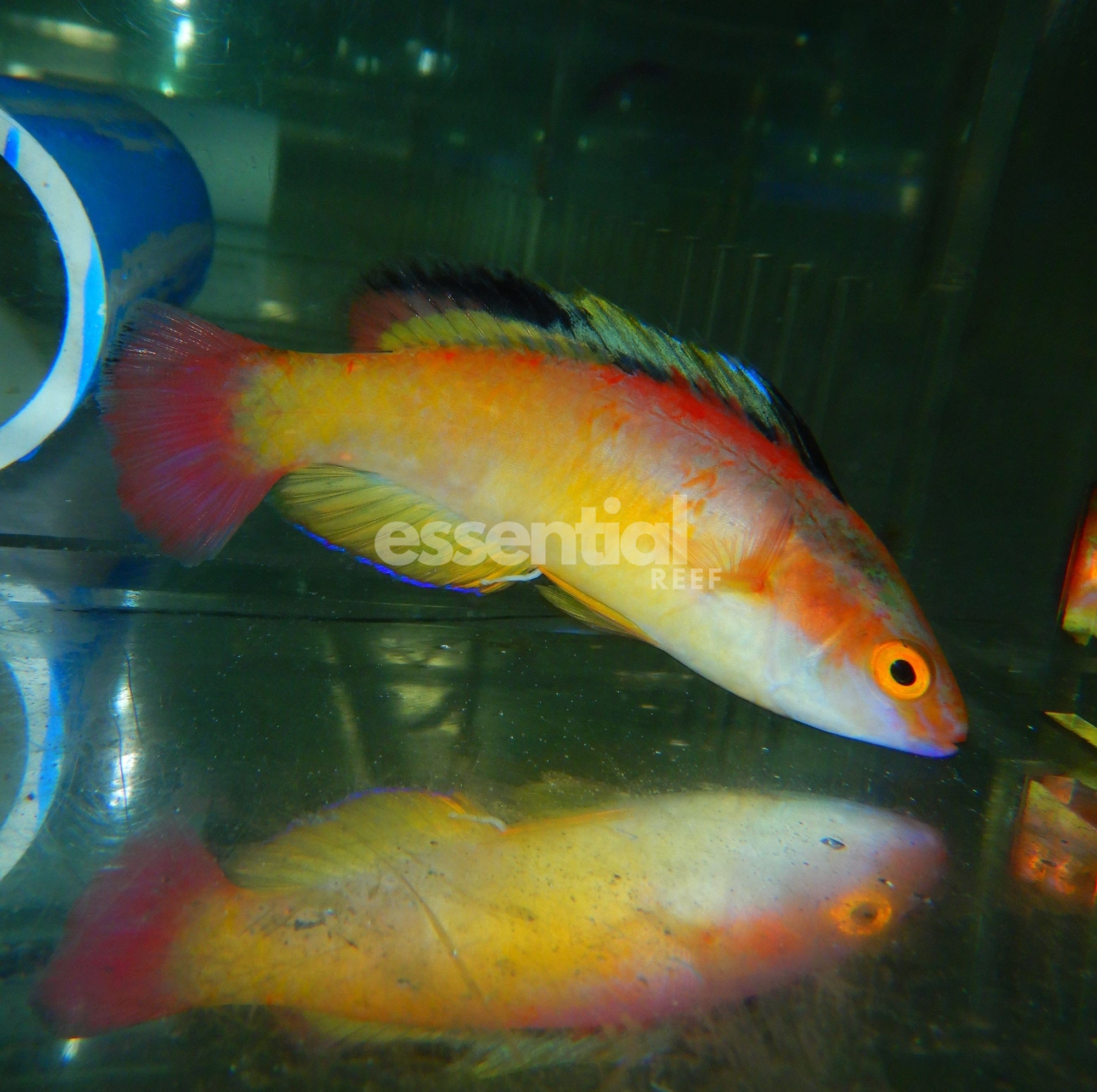 Watermarked - F08 - HOODED FAIRY WRASSE MALE