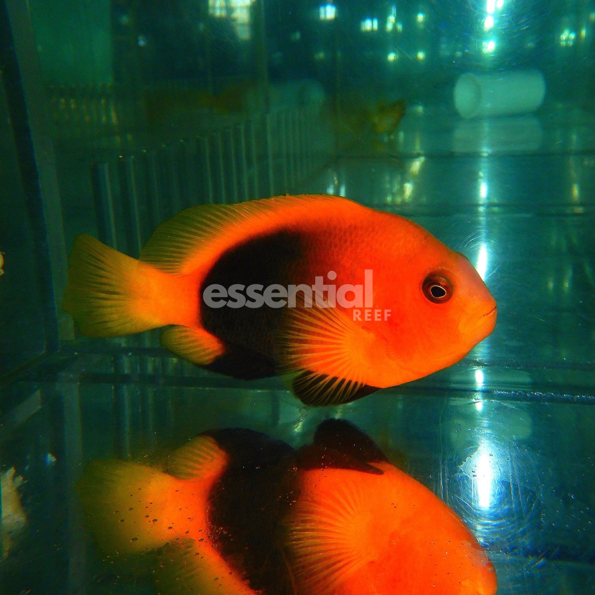 Watermarked - F09 - BARRIER REEF CINNAMON CLOWN