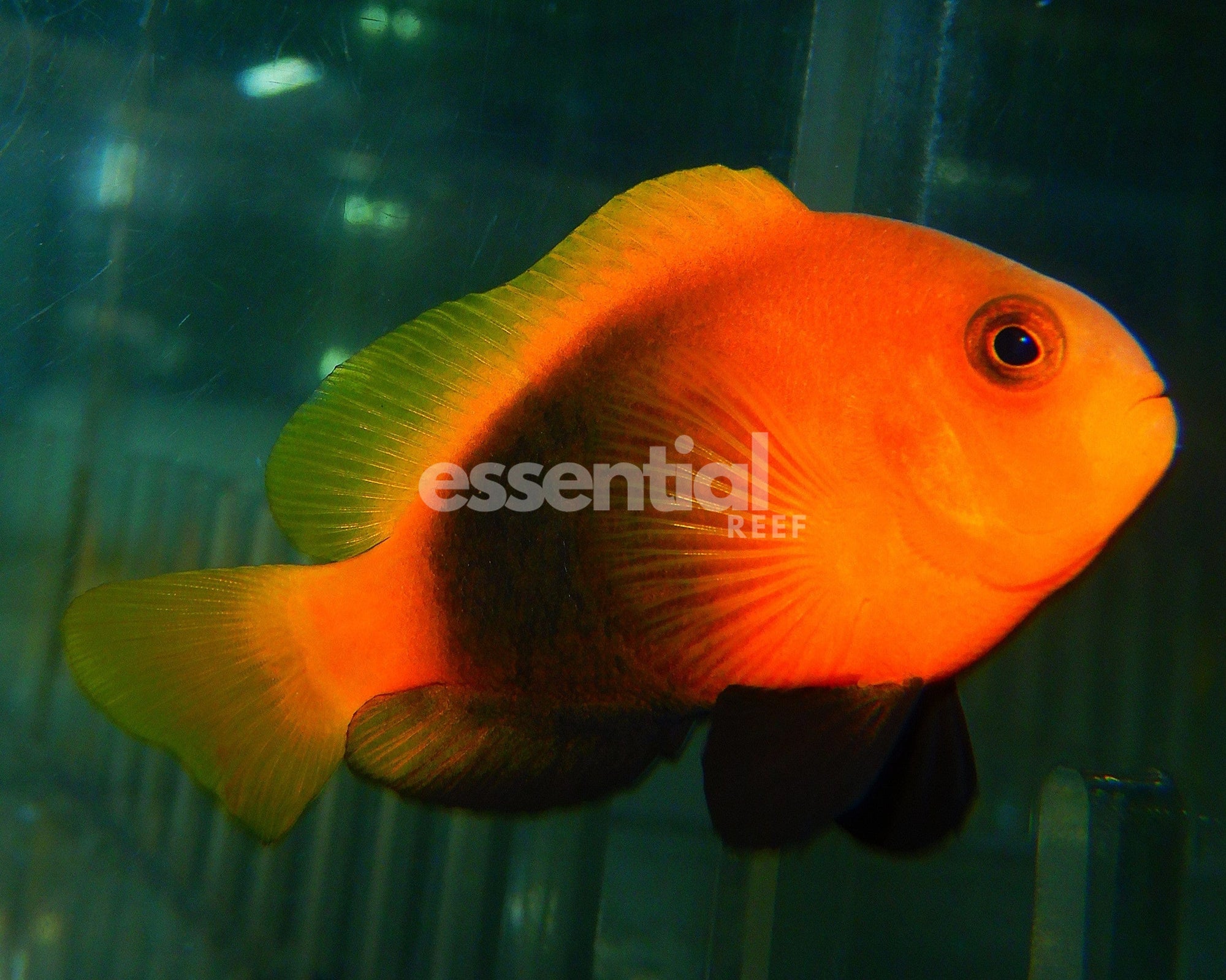 Watermarked - F11 - BARRIER REEF CINNAMON CLOWN