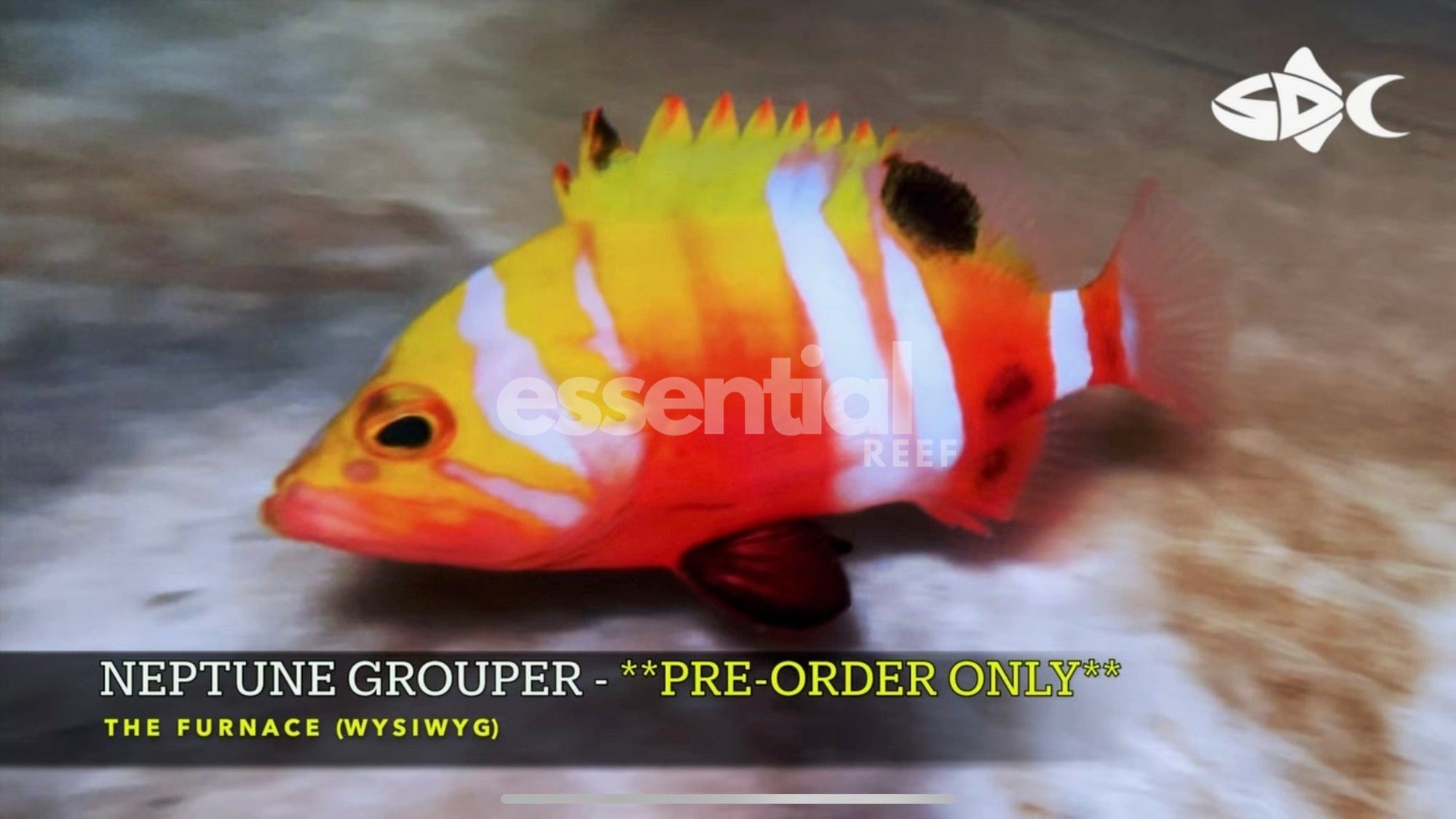 Watermarked - F28 - NEPTUNE GROUPER PREORDER ITEM