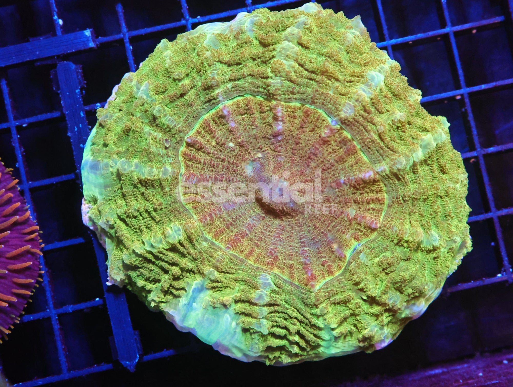 Watermarked - H02 - INDO POT OF GOLD ACANTHOPHYLLIA