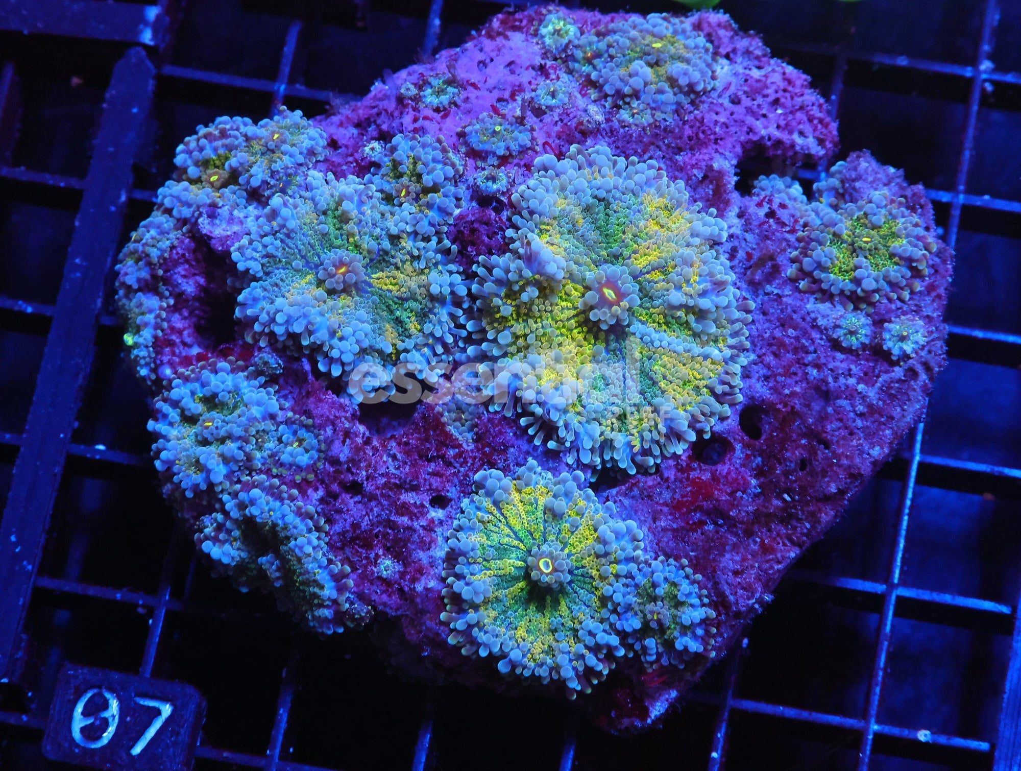 Watermarked - H07 - LEMON LIME RICORDEA MUSHROOM