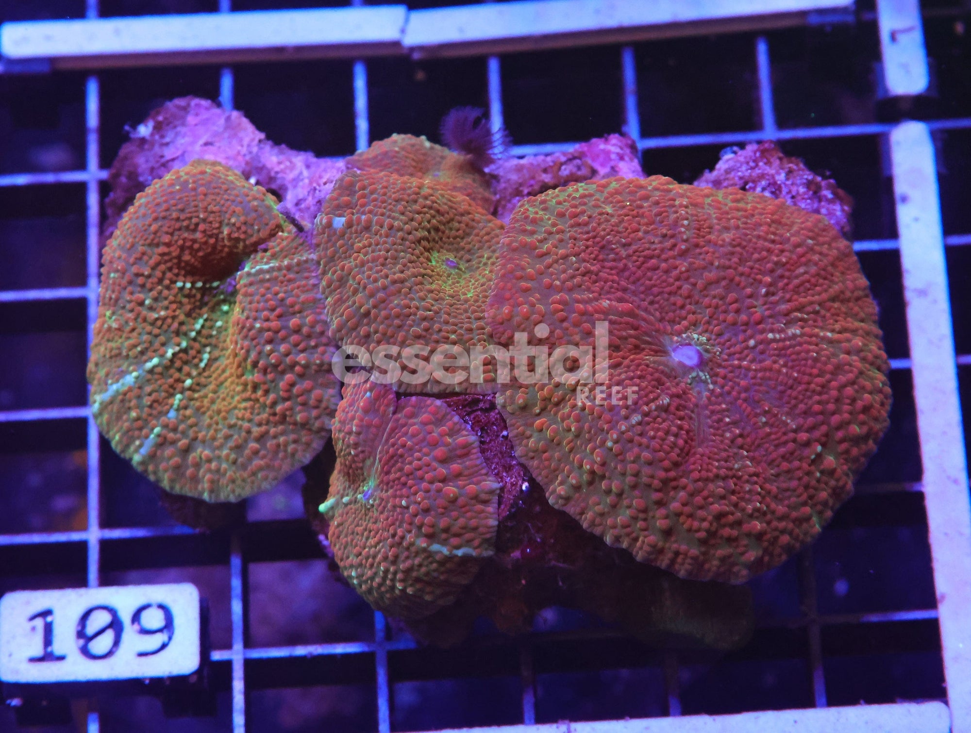 Watermarked - H109 - HOT LAVA DISCO MUSHROOM