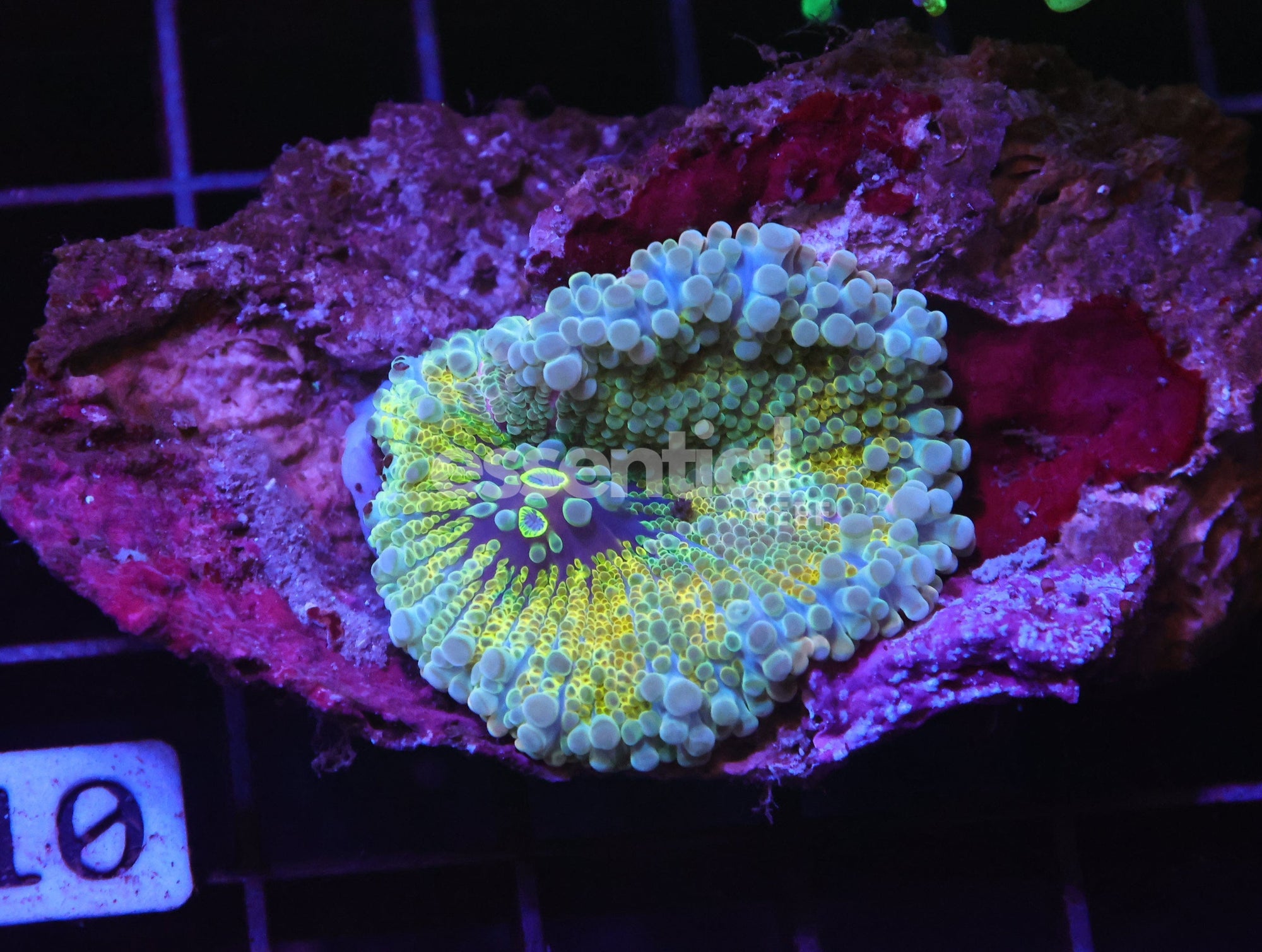 Watermarked - H110 - LEMON LIME RICORDEA MUSHROOM