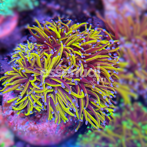 24K Gold Torch Coral