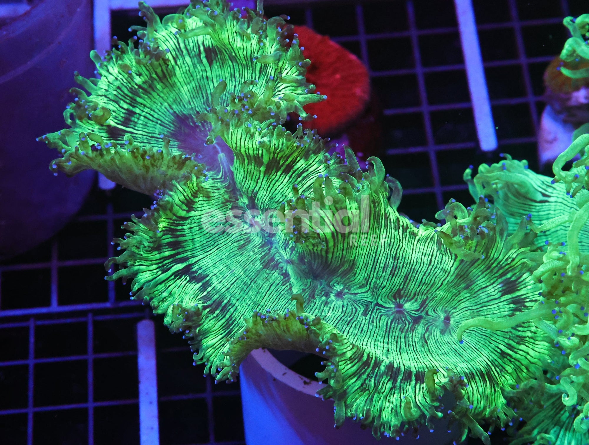 Watermarked - H114 - INDO PURPLE TIP ELEGANCE