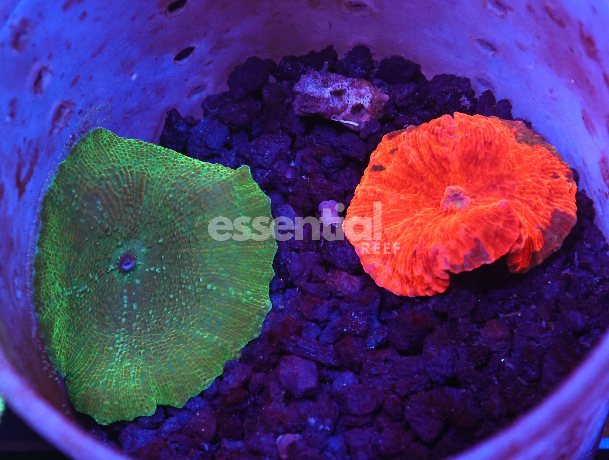 Watermarked - H116 - 2PK ULTRA DISCO MUSHROOM