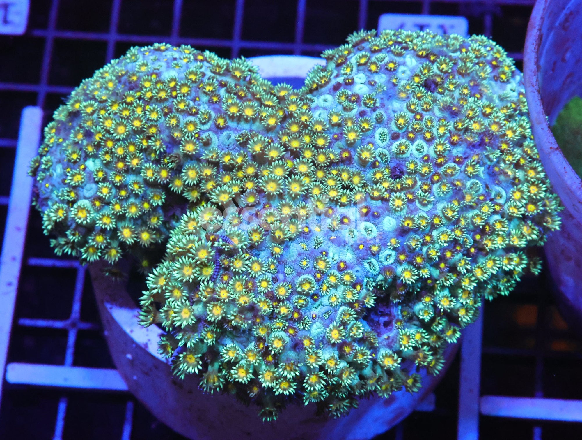 Watermarked - H117 - AUSSIE YELLOW SNOWCONE GONIOPORA