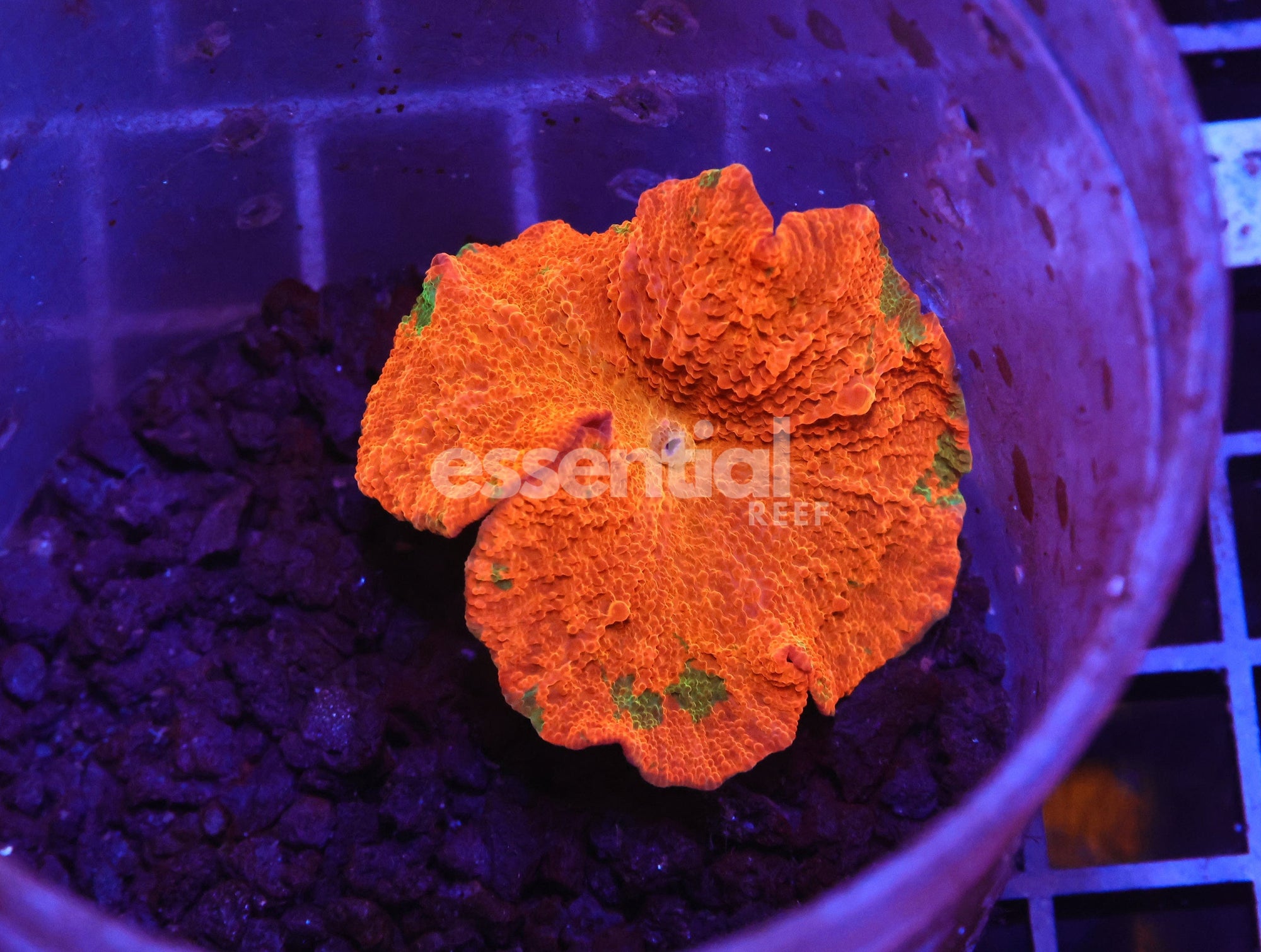 Watermarked - H118 - ECLECTUS MUSHROOM