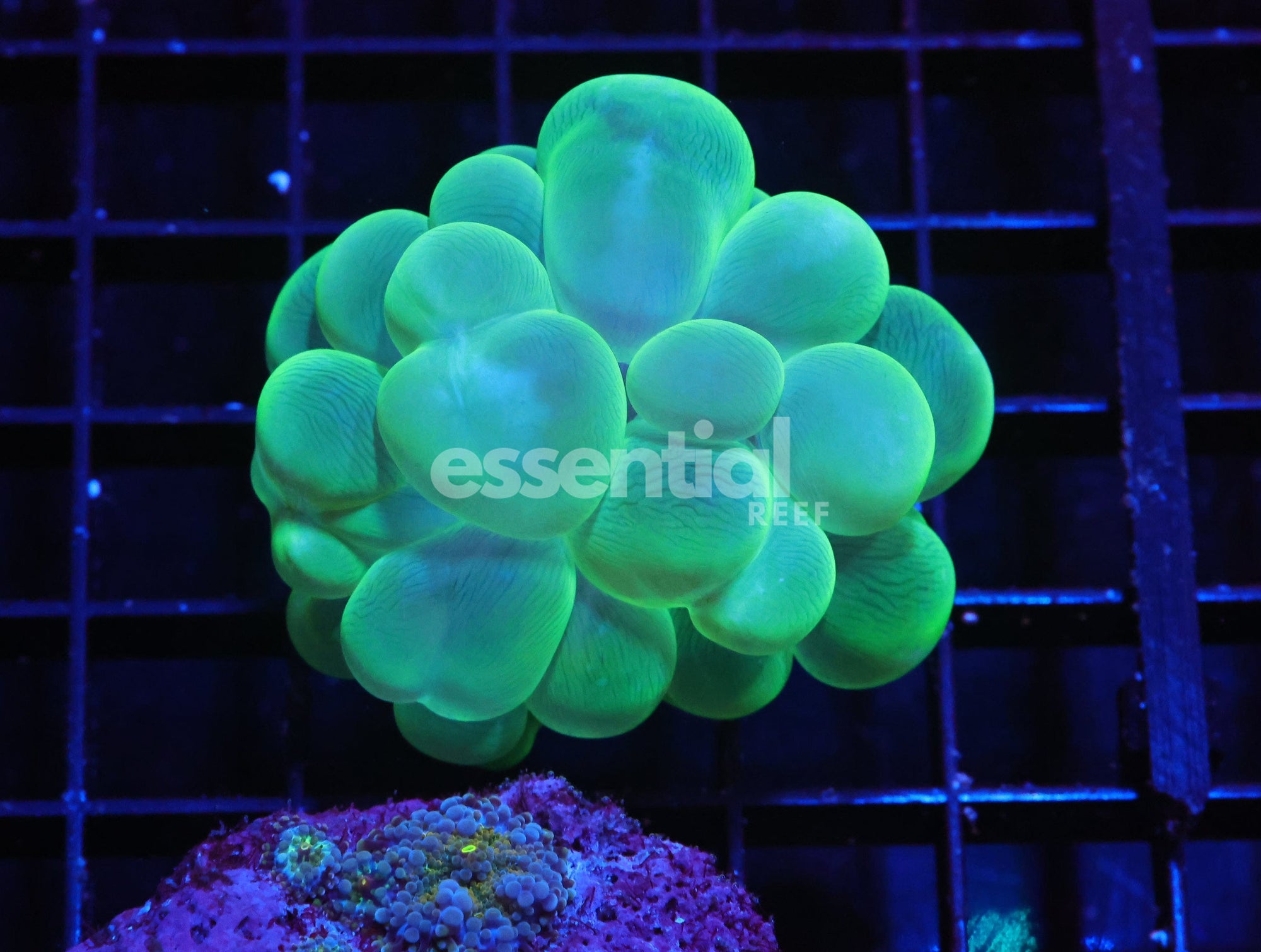 Watermarked - H12 - INDO RADIOACTIVE BUBBLE CORAL