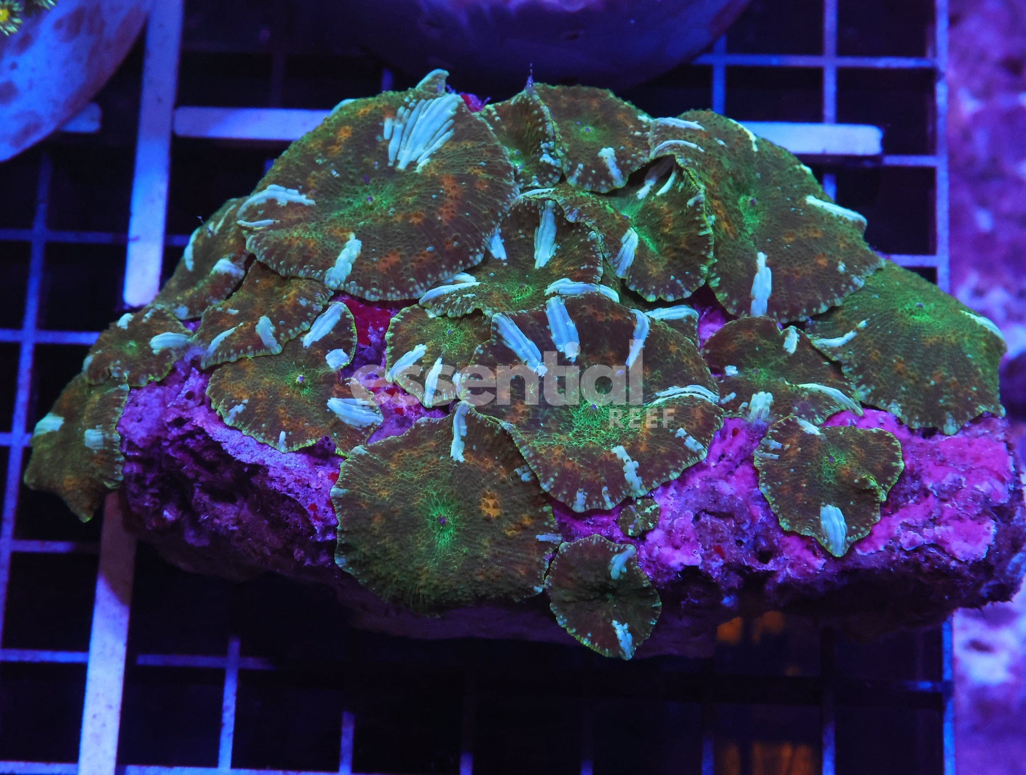 Watermarked - H121 - PAINTED FROG DISCO MUSHROOM