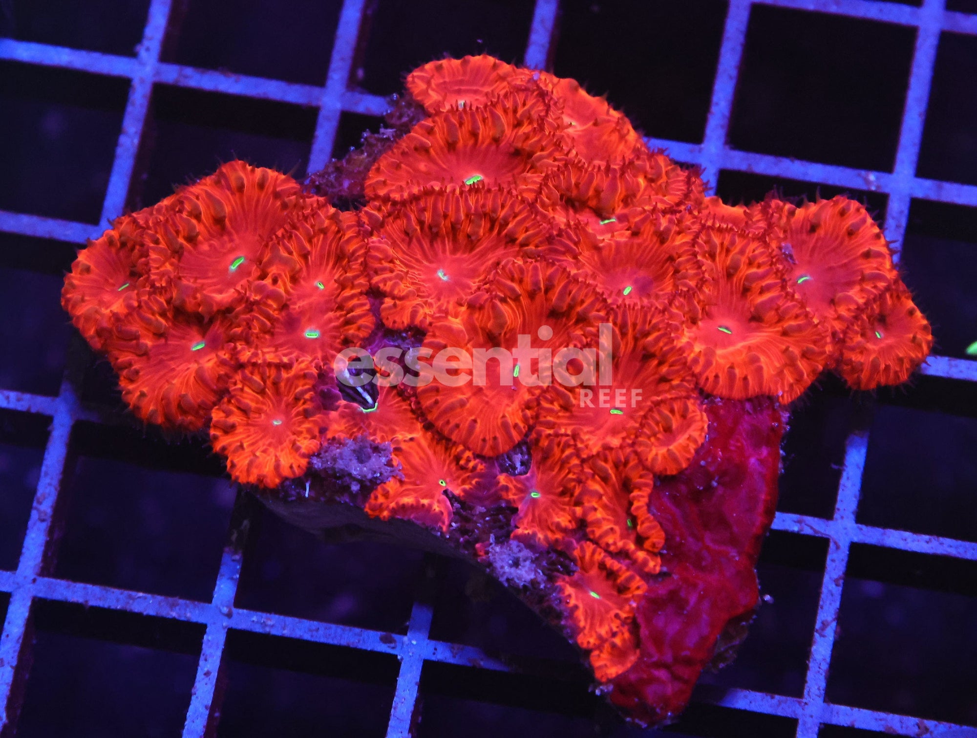Watermarked - H124 - INDO RUBY RED BLASTO