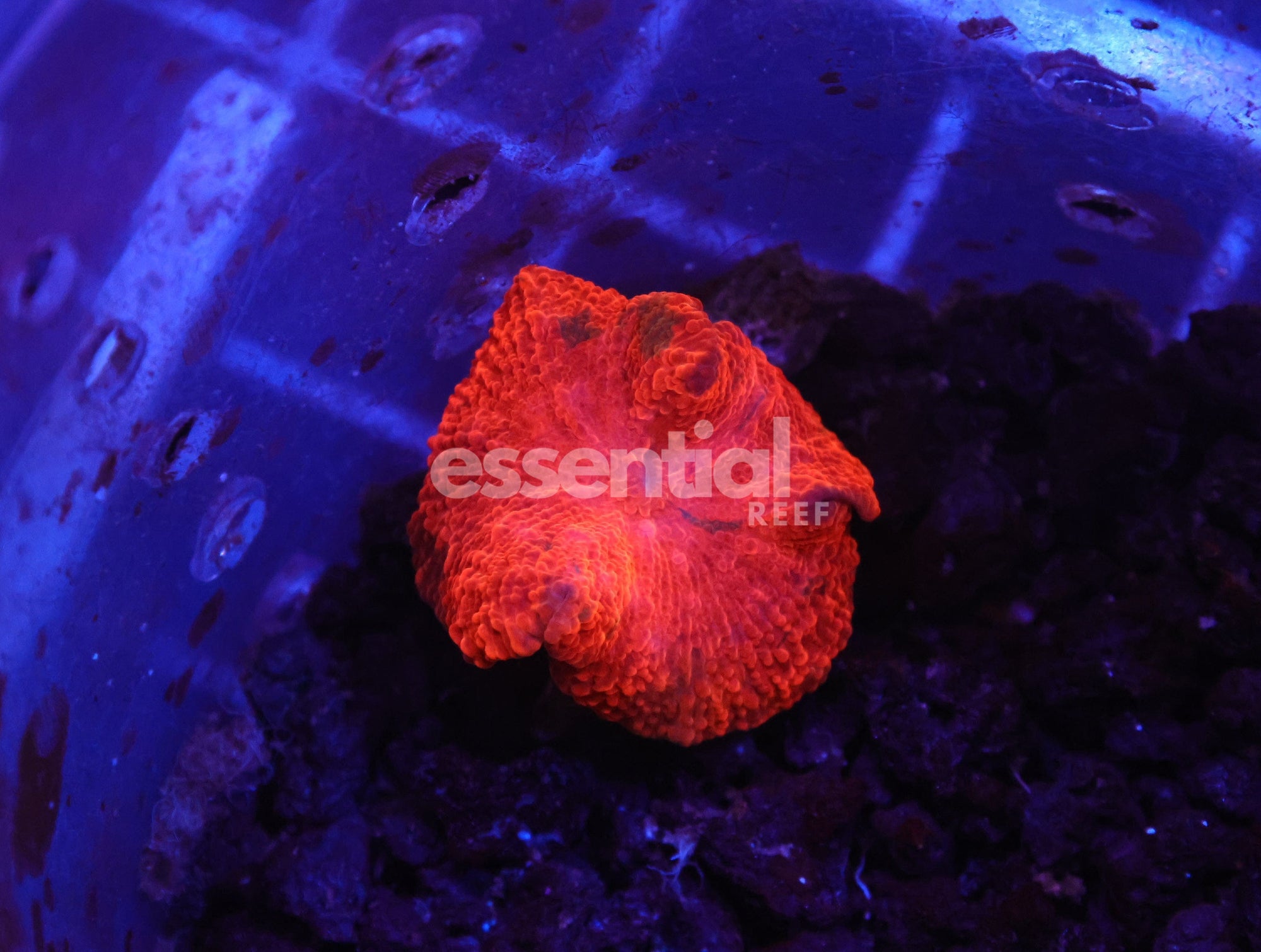 Watermarked - H126 - ECLECTUS MUSHROOM