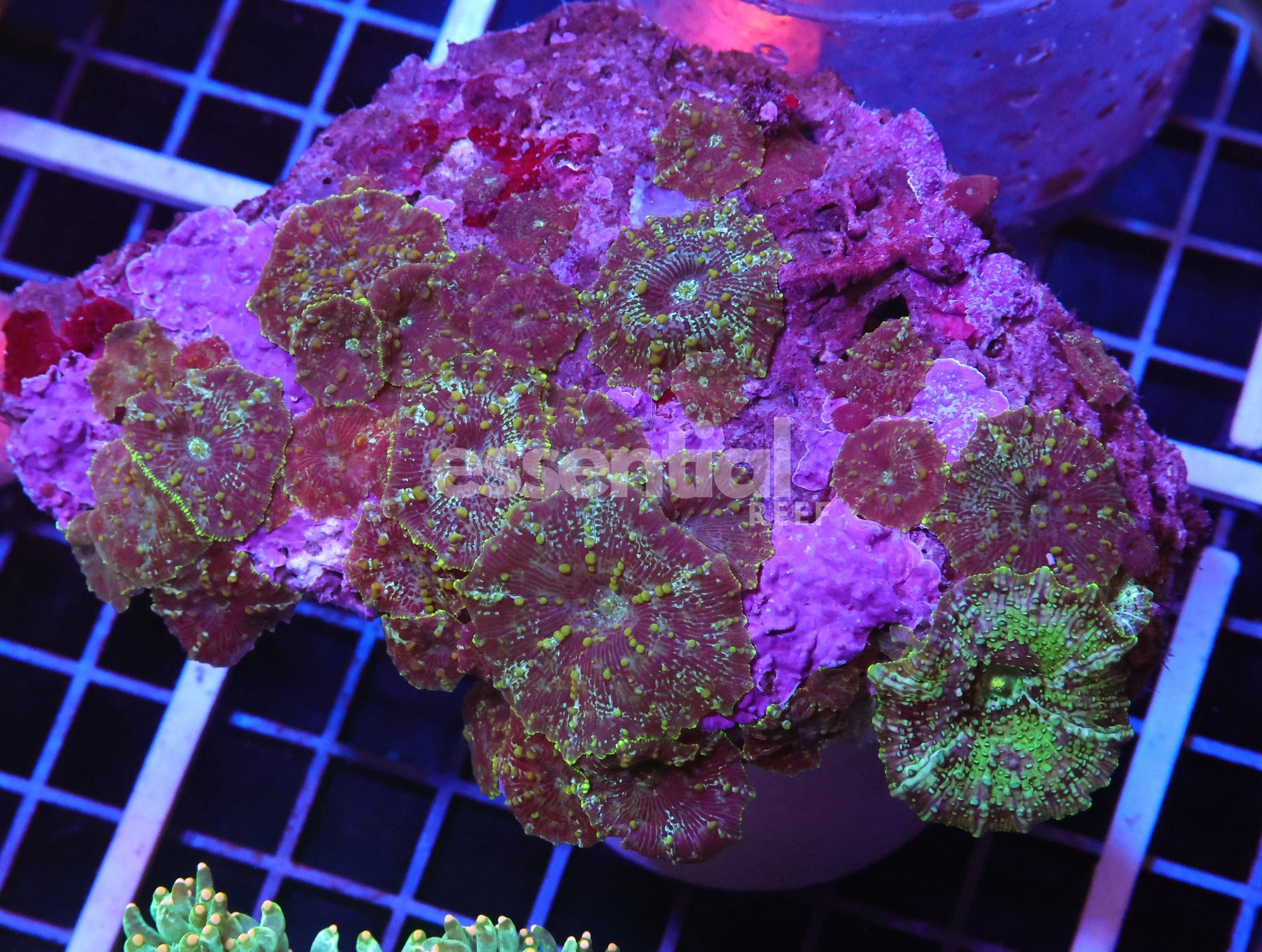 Watermarked - H127 - MONSTERS INC DISCO MUSHROOM