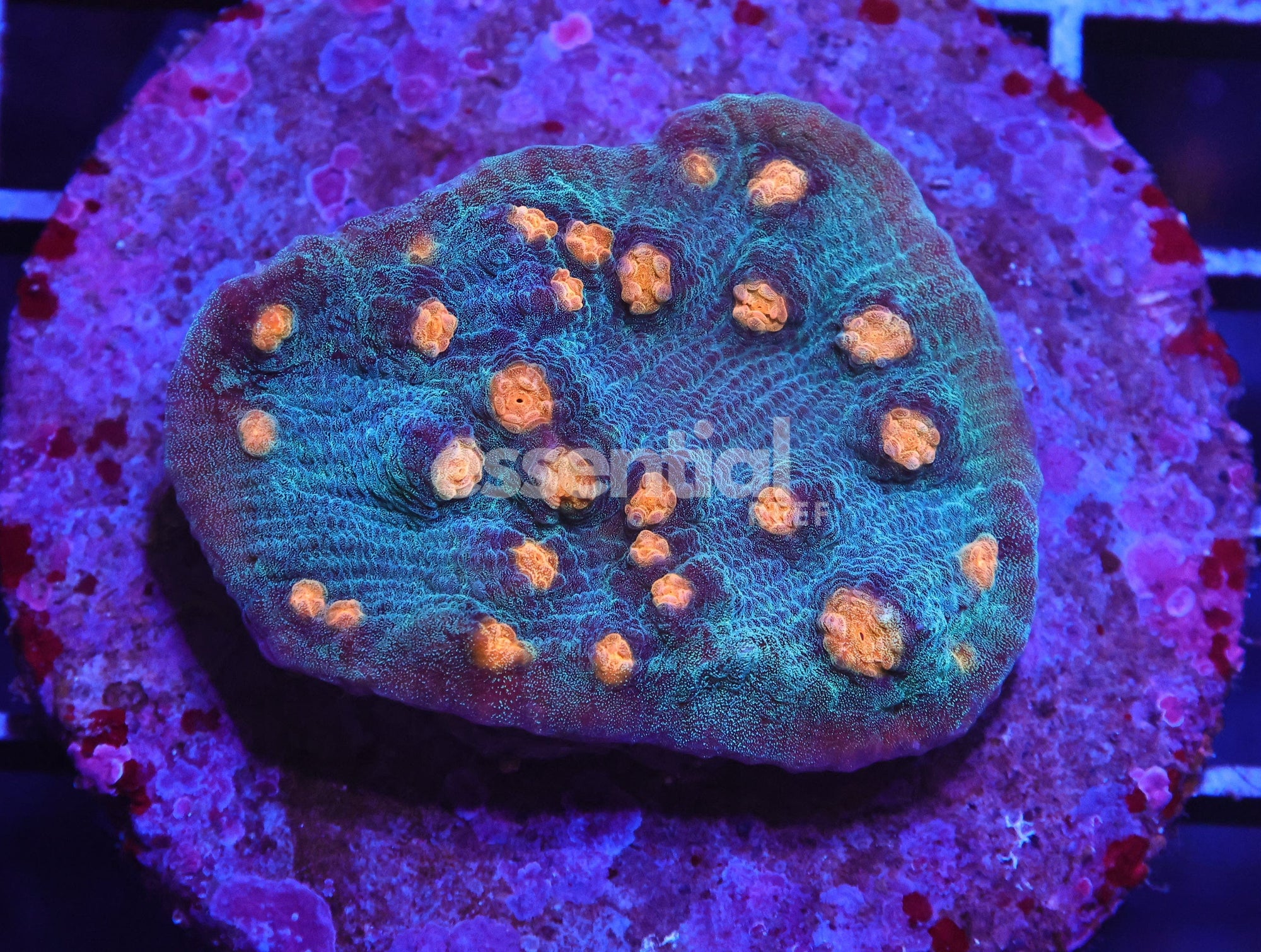 Watermarked - H129 - INDO ORANGE EYE TEAL CHALICE