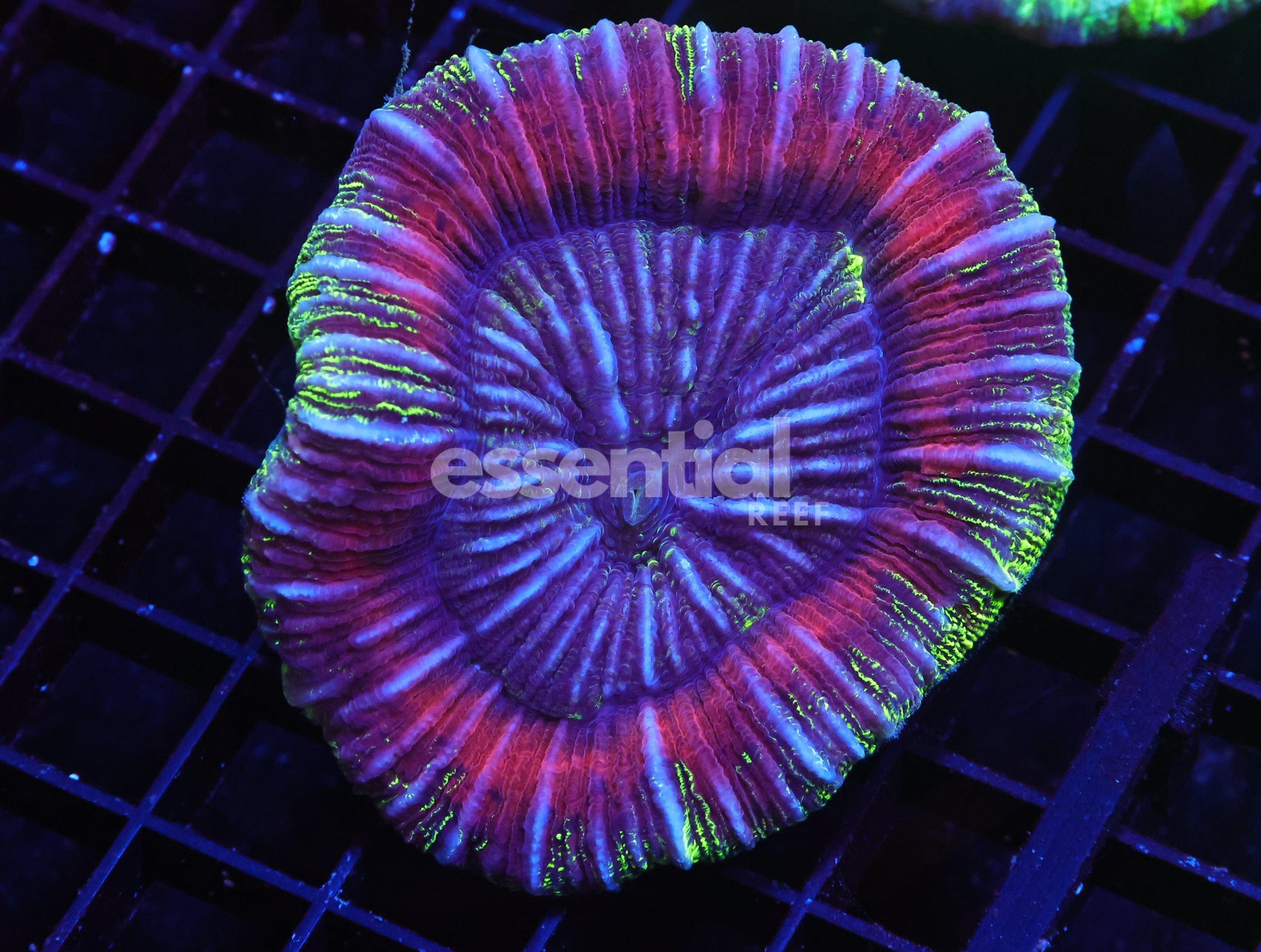 Watermarked - H13 - INDO SUNSET TRACHY