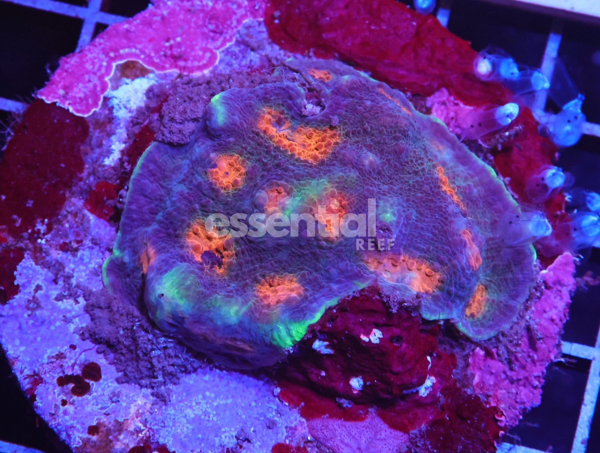 Watermarked - H130 - INDO ORANGE EYE CHALICE