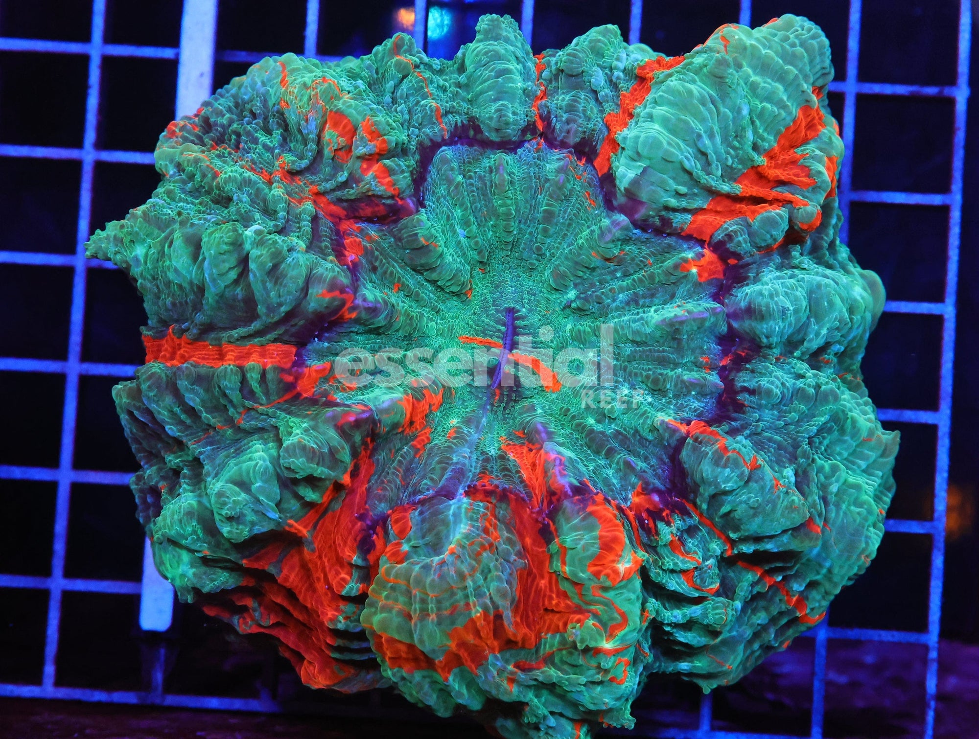 Watermarked - H131 - MALAYSIAN AQUA RED SPLATTER ACANTHOPHYLLIA