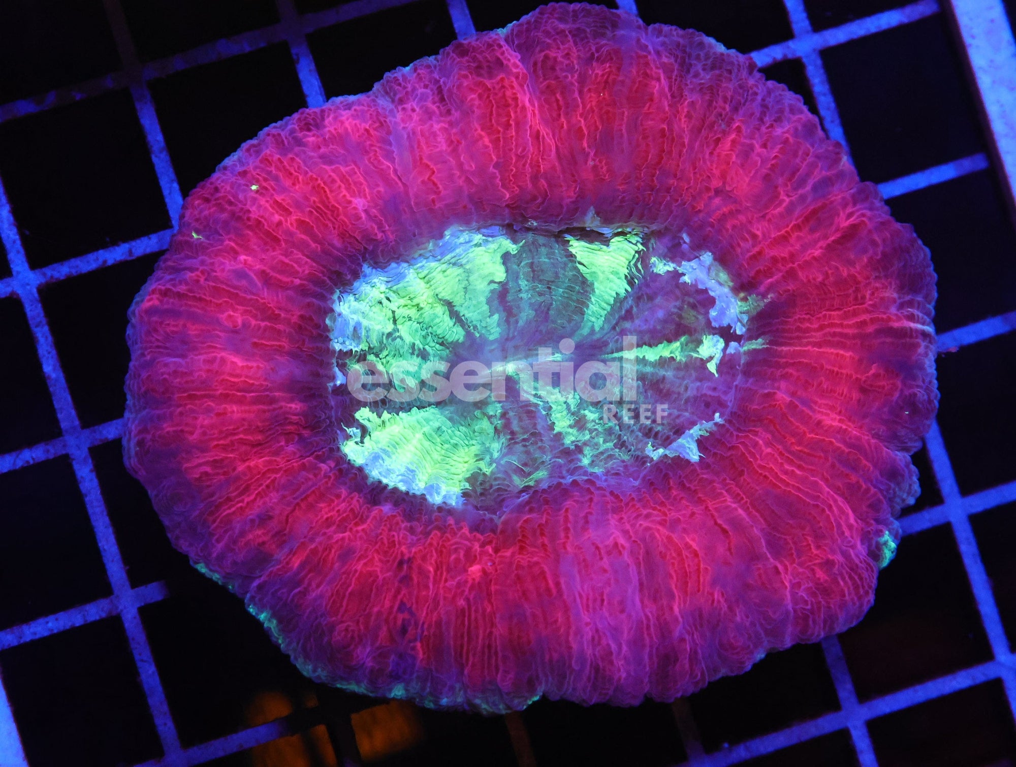 Watermarked - H133 - INDO SUNSET ECLIPSE TRACHY