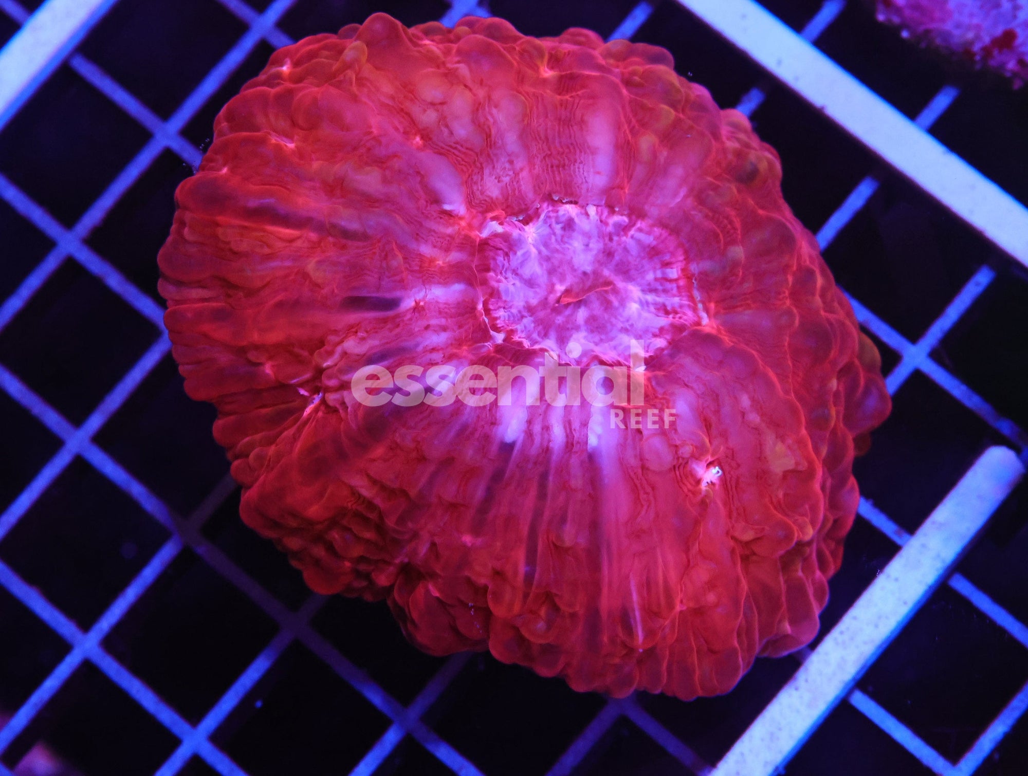 Watermarked - H134 - INDO RUBY RED CYNARINA