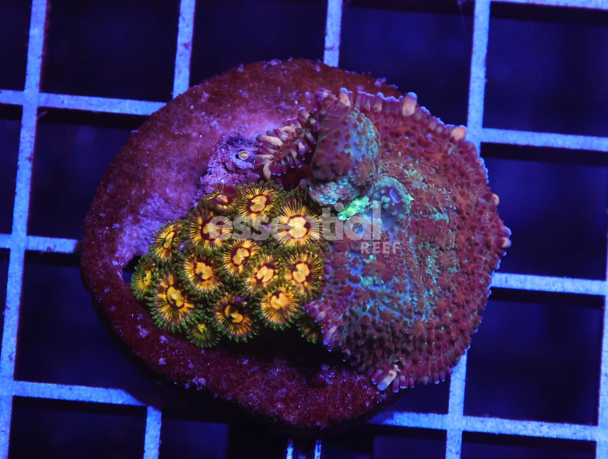 Watermarked - H135 - INDO ZOA MUSHROOM COMBO CULTURED