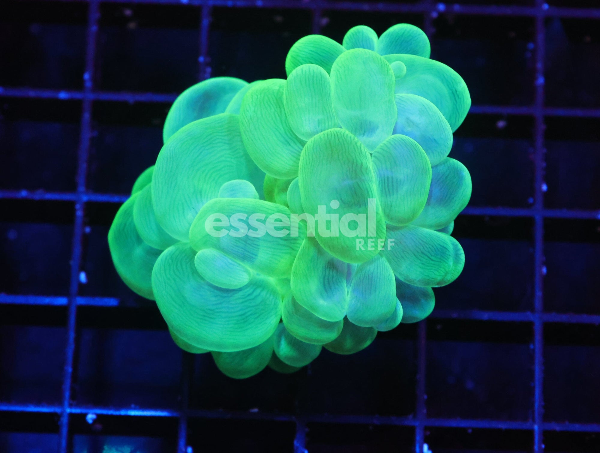 Watermarked - H14 - INDO RADIOACTIVE BUBBLE CORAL