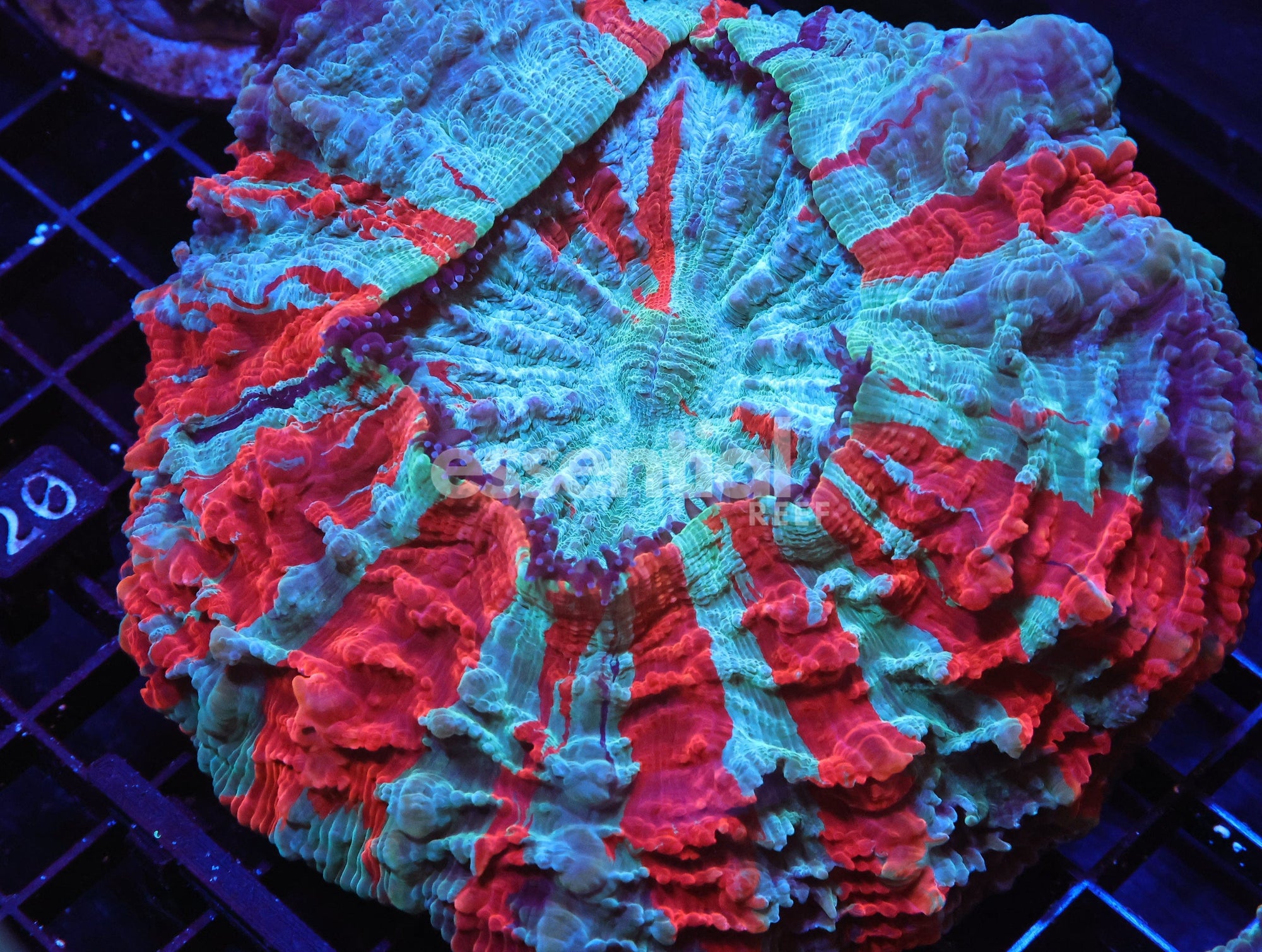 Watermarked - H15 - MALAYSIAN FIRE AND ICE ACANTHOPHYLLIA