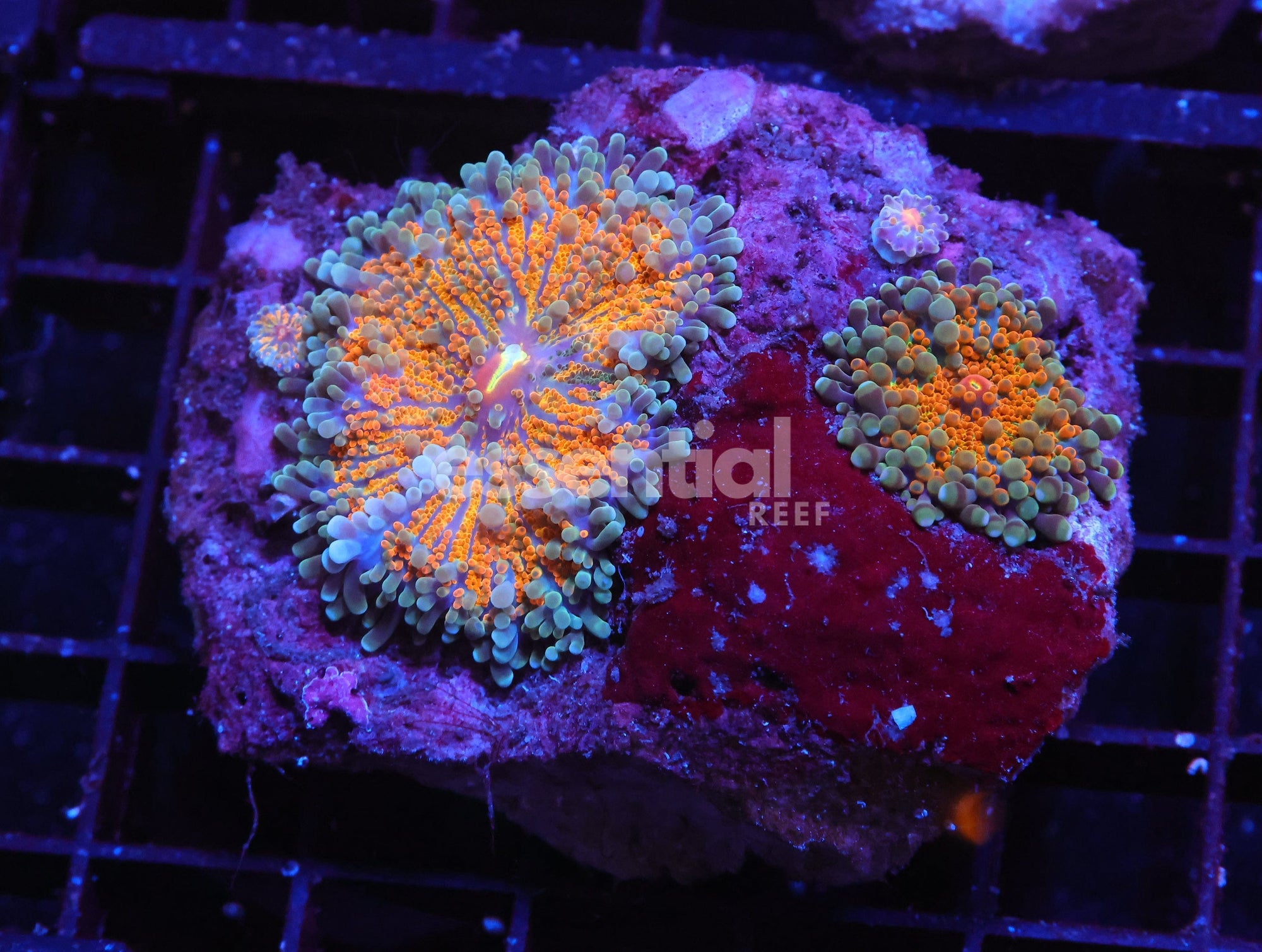 Watermarked - H17 - SOLOMON SUNRISE RICORDEA MUSHROOM