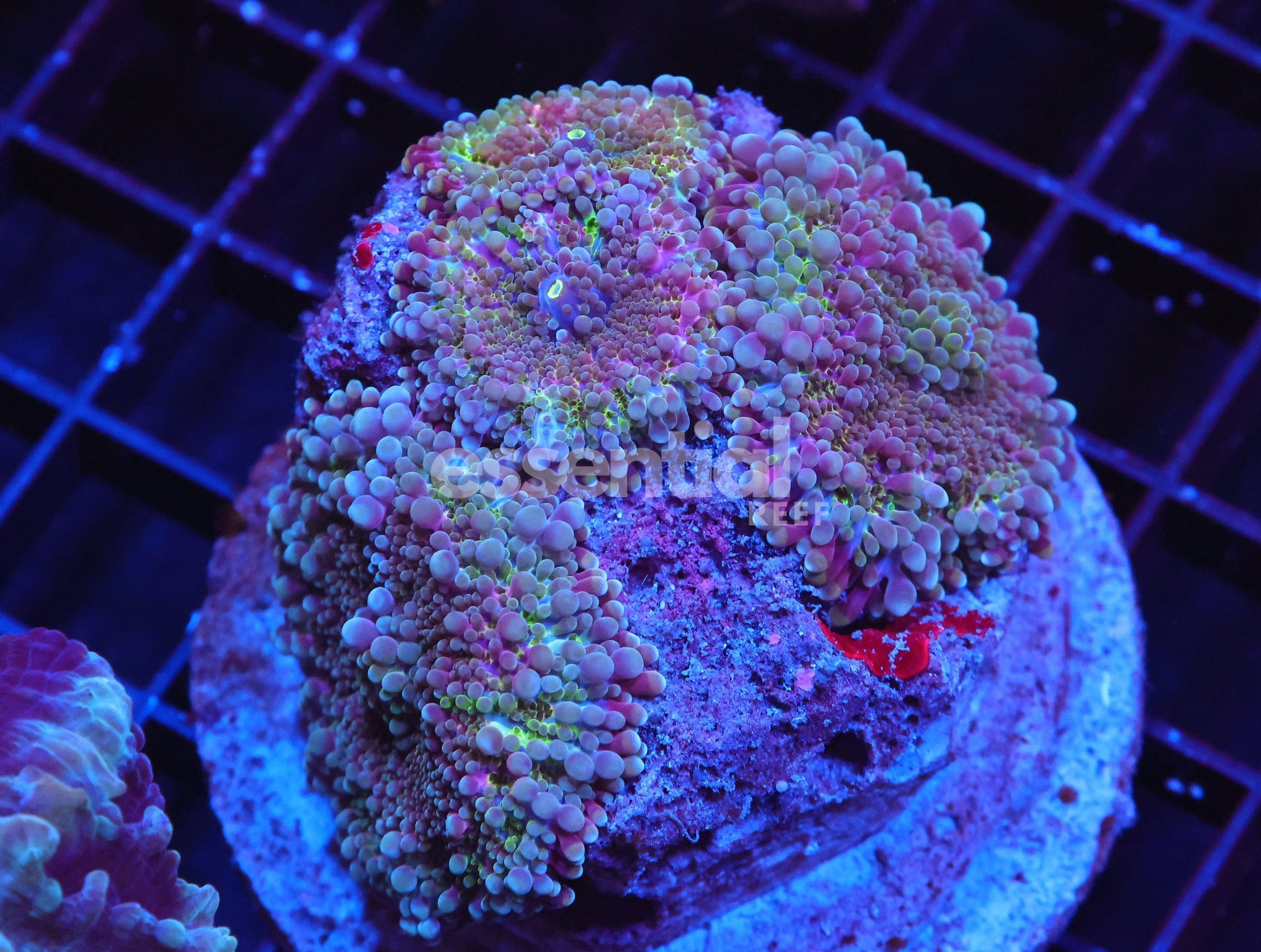 Watermarked - H20 - MONSTERS INC RICORDEA MUSHROOM