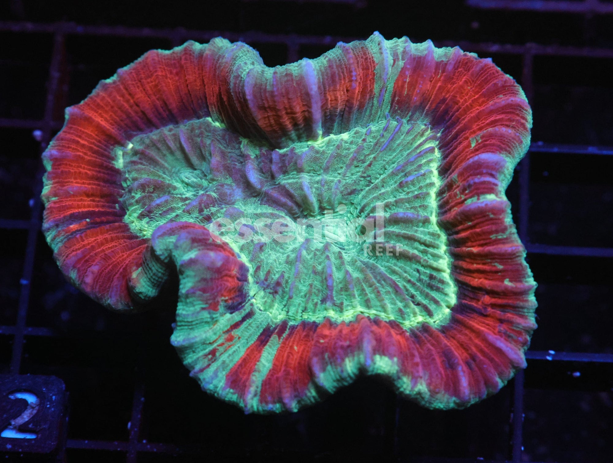 Watermarked - H22 - INDO SUNSET ECLIPSE TRACHY