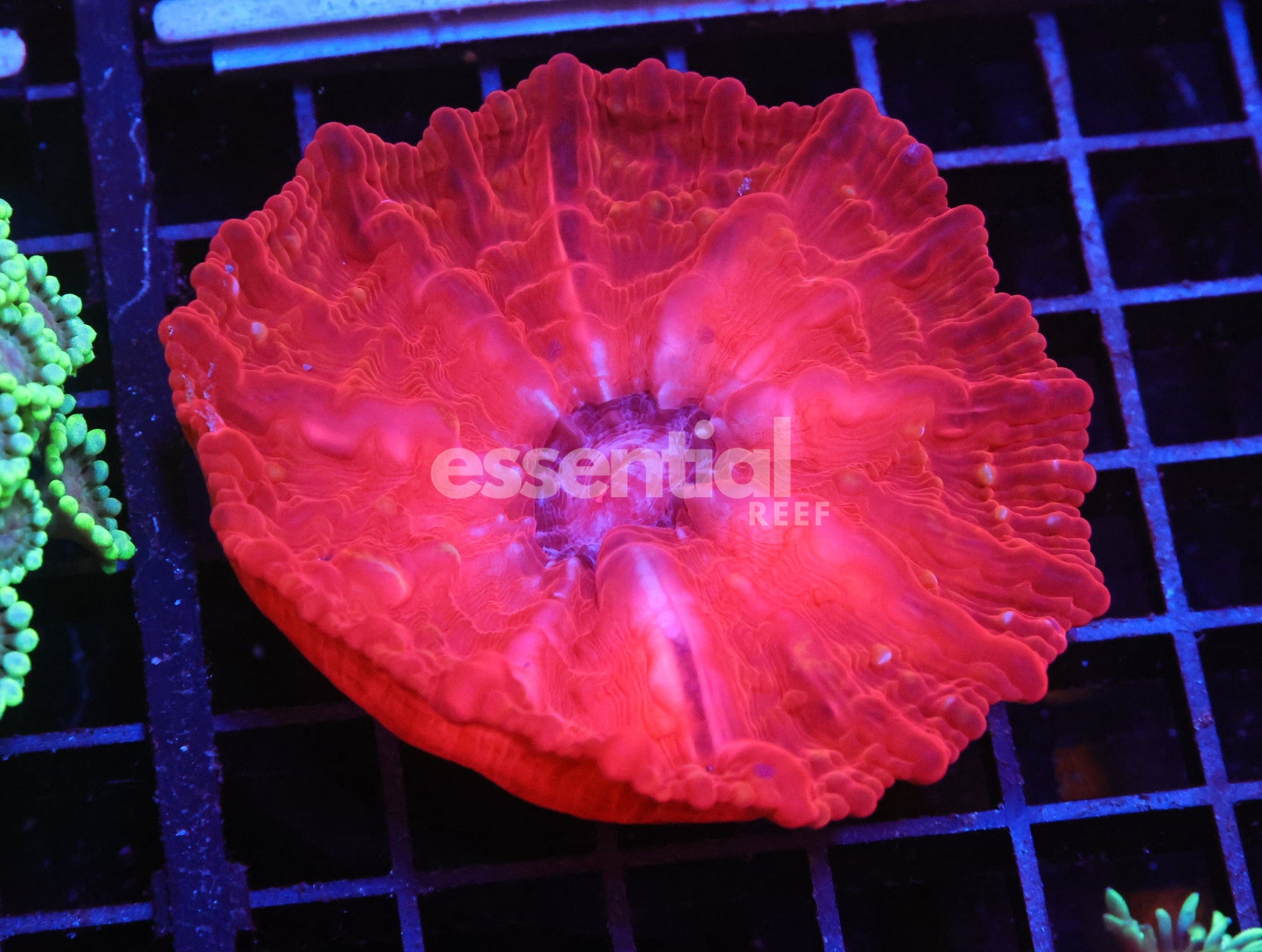 Watermarked - H28 - INDO RUBY RED CYNARINA