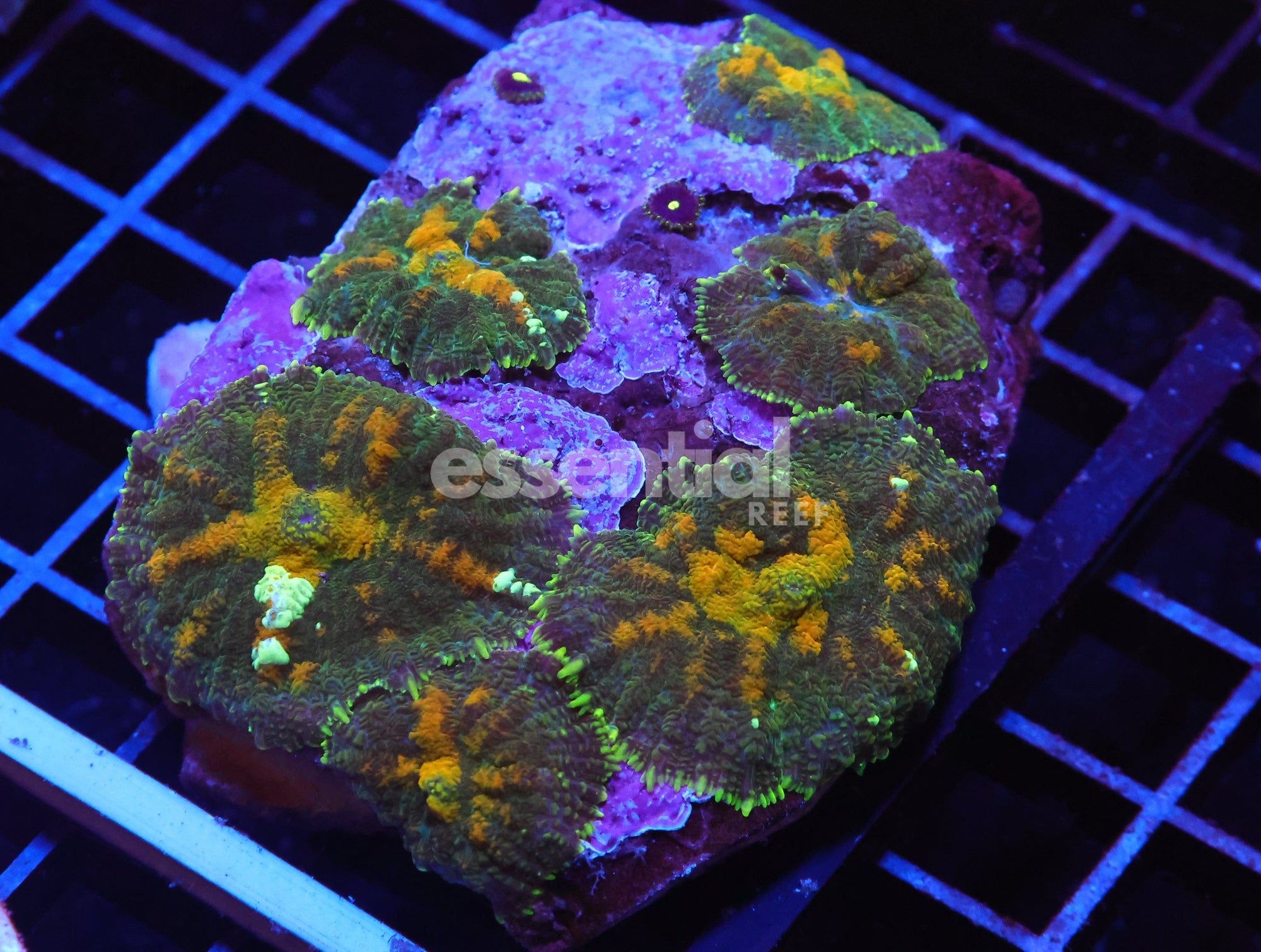 Watermarked - H29 - GOLD BLASTO RHODACTIS MUSHROOM